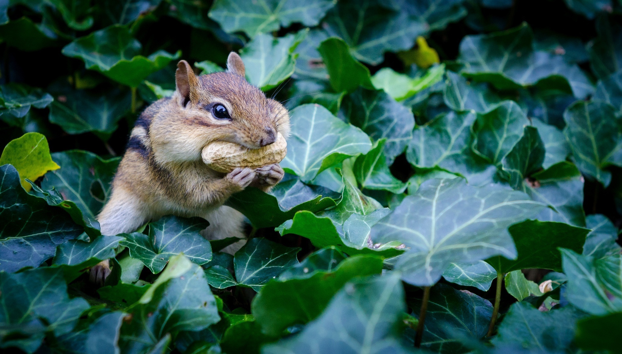 Chipmunk, Cute rodent, Nut-loving, Leaves consumption, 2050x1170 HD Desktop