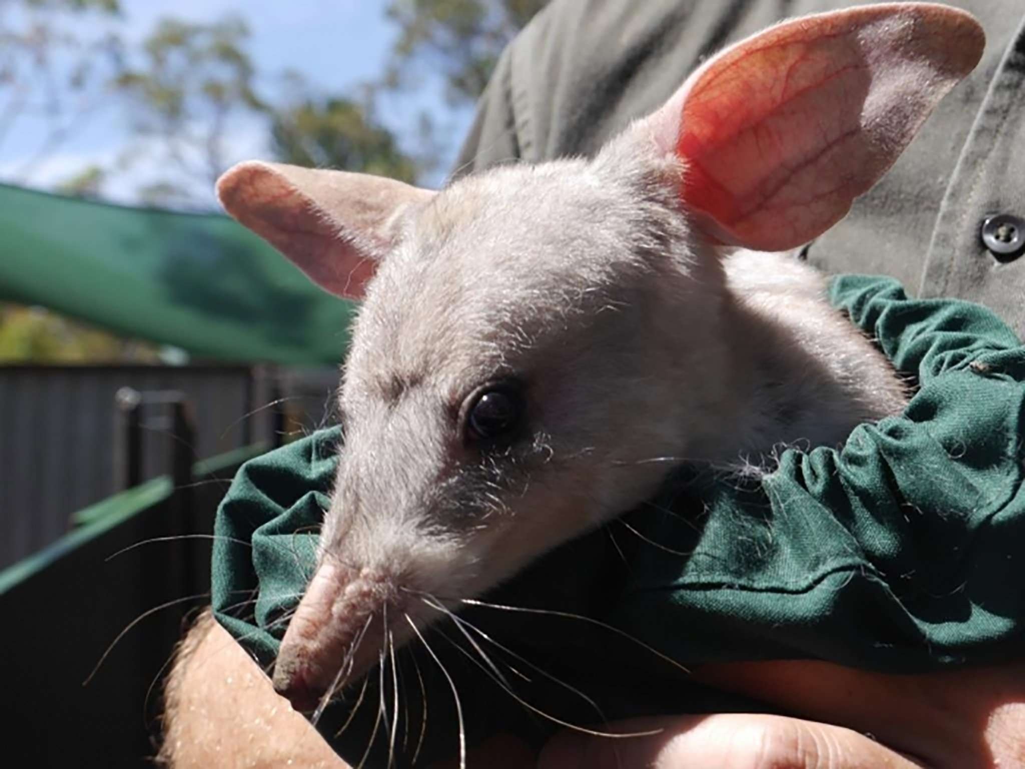 Macrotis (Bilby), Bilby wallpapers, High-quality pictures, 4K images, 2050x1540 HD Desktop