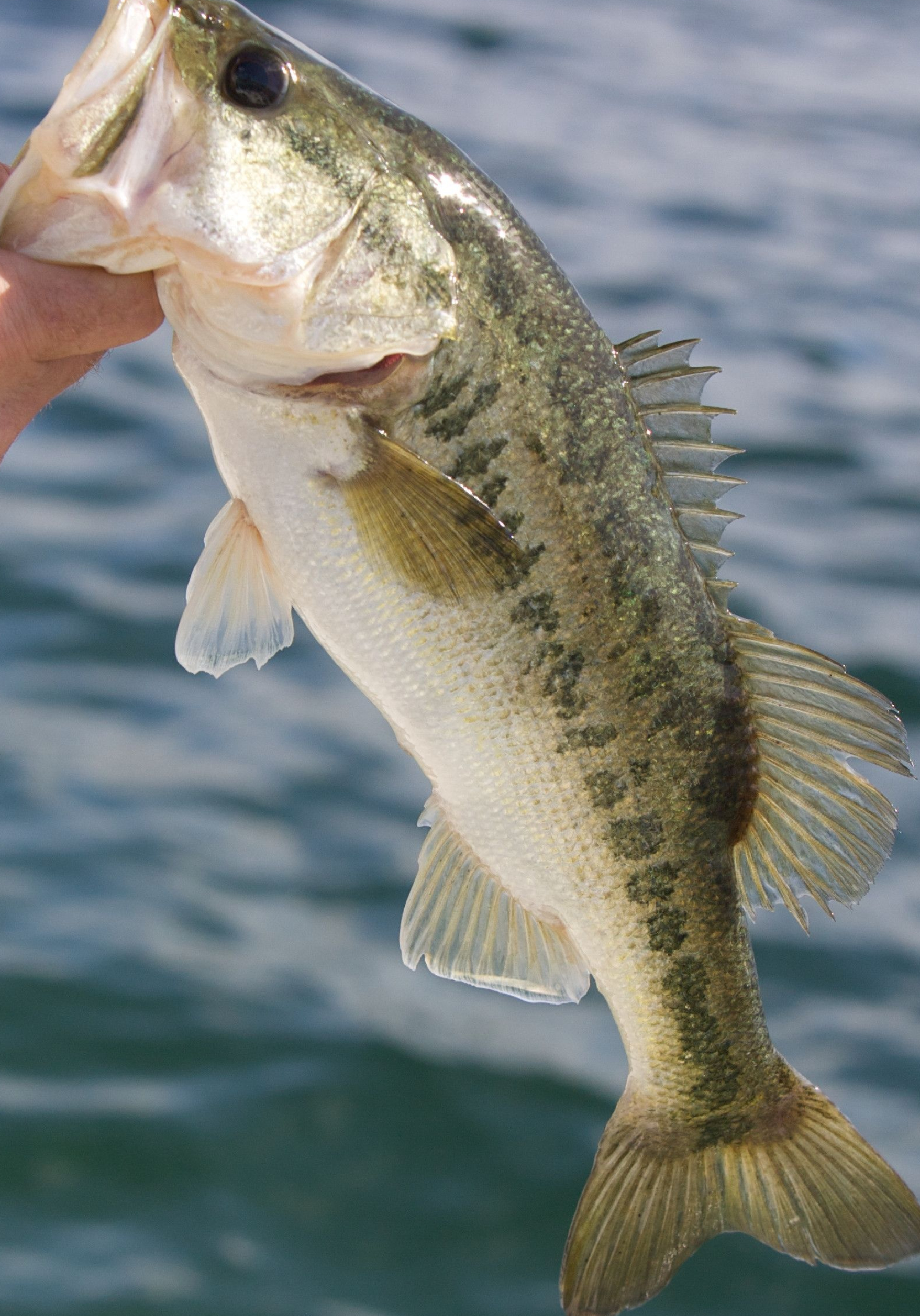 Largemouth Bass Wallpapers, Top Free, 1760x2520 HD Phone