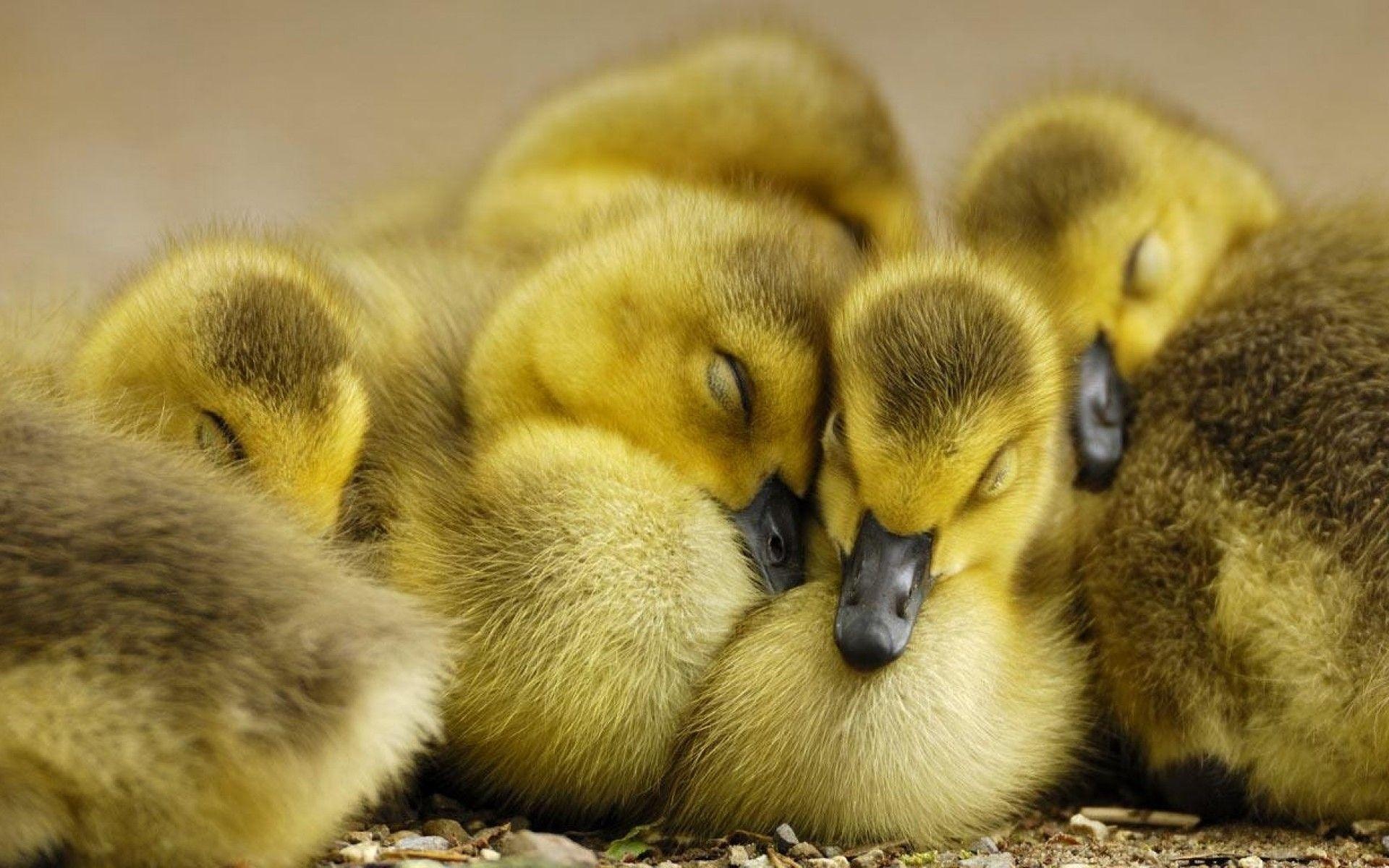 Cute duck wallpapers, Adorable characters, Computer backgrounds, Delightful images, 1920x1200 HD Desktop