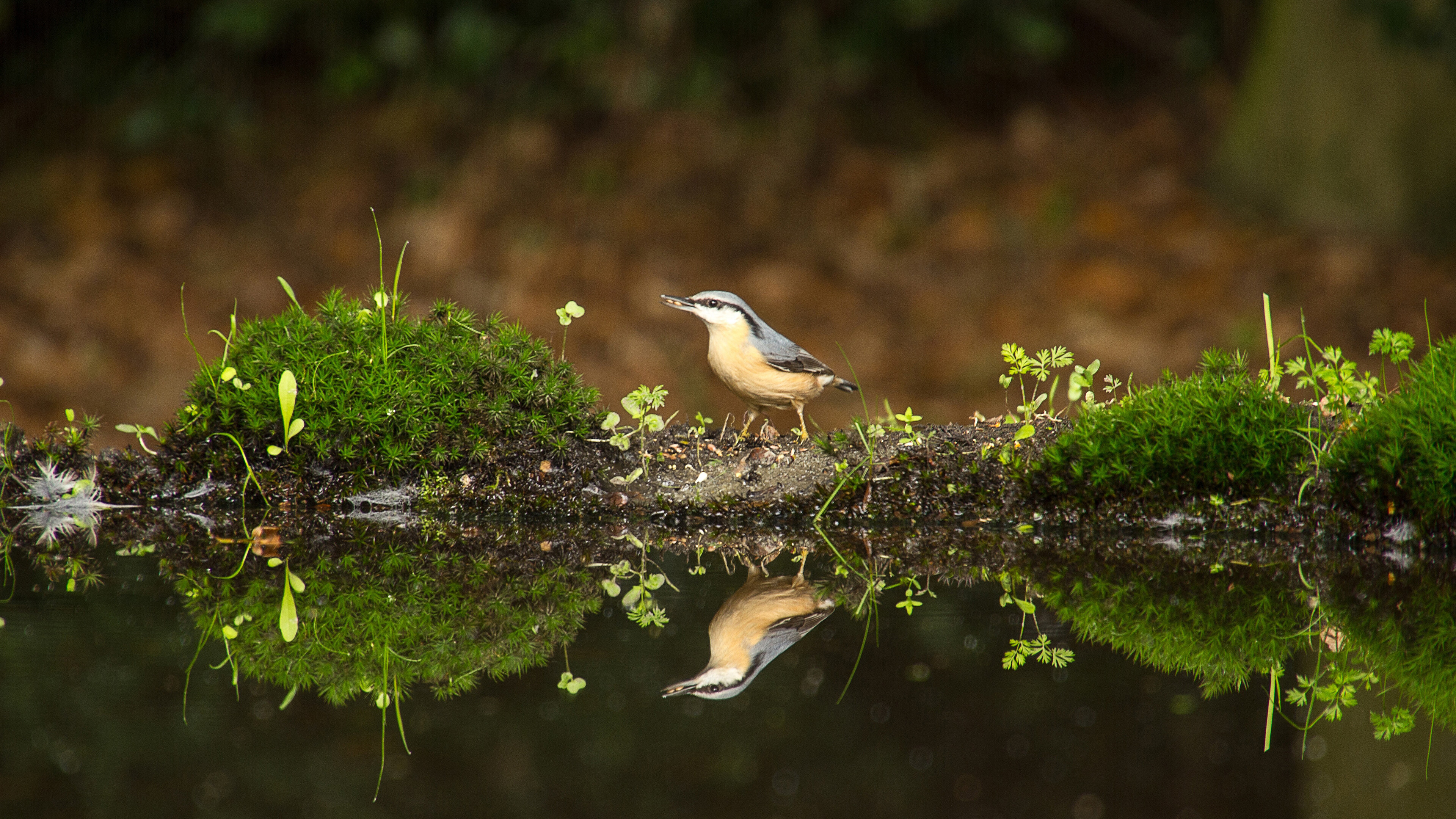 Bird in action, 4K wallpaper, Ultra HD display, Stunning moment, 3840x2160 4K Desktop