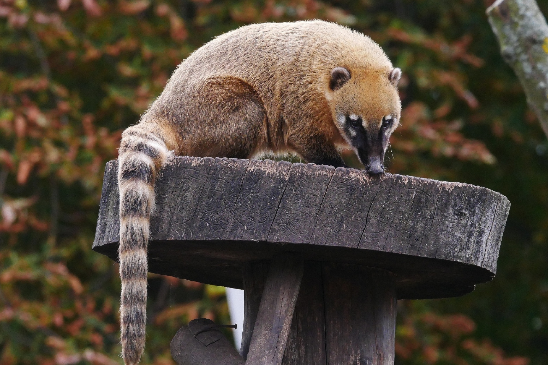 Brown nosed coati, Image, Nasua nasua, 2100x1410 HD Desktop