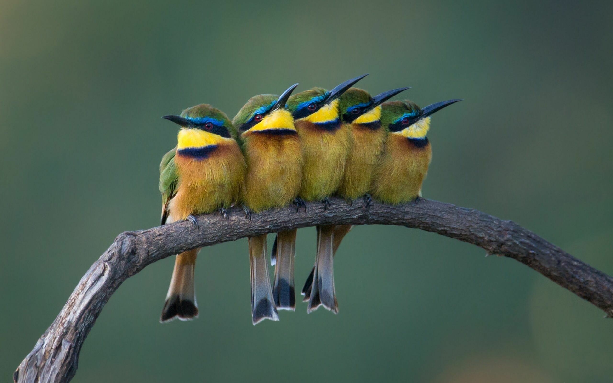 Bee eaters, Beautiful birds, Colorful plumage, HD wallpaper, 2560x1600 HD Desktop