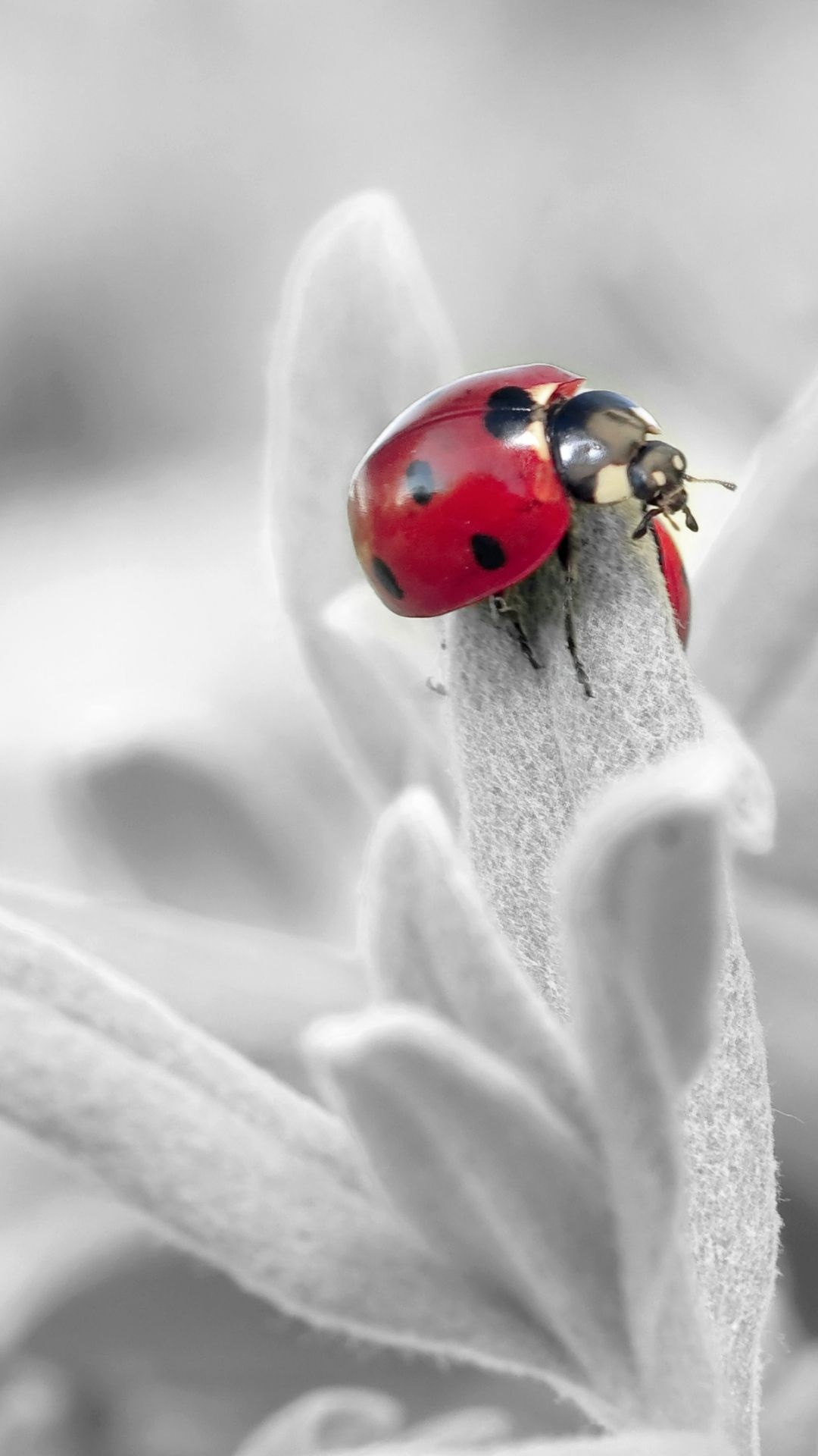 Beetle insect wallpaper, Mobile backgrounds, Insect's armor, Exquisite details, 1080x1920 Full HD Phone