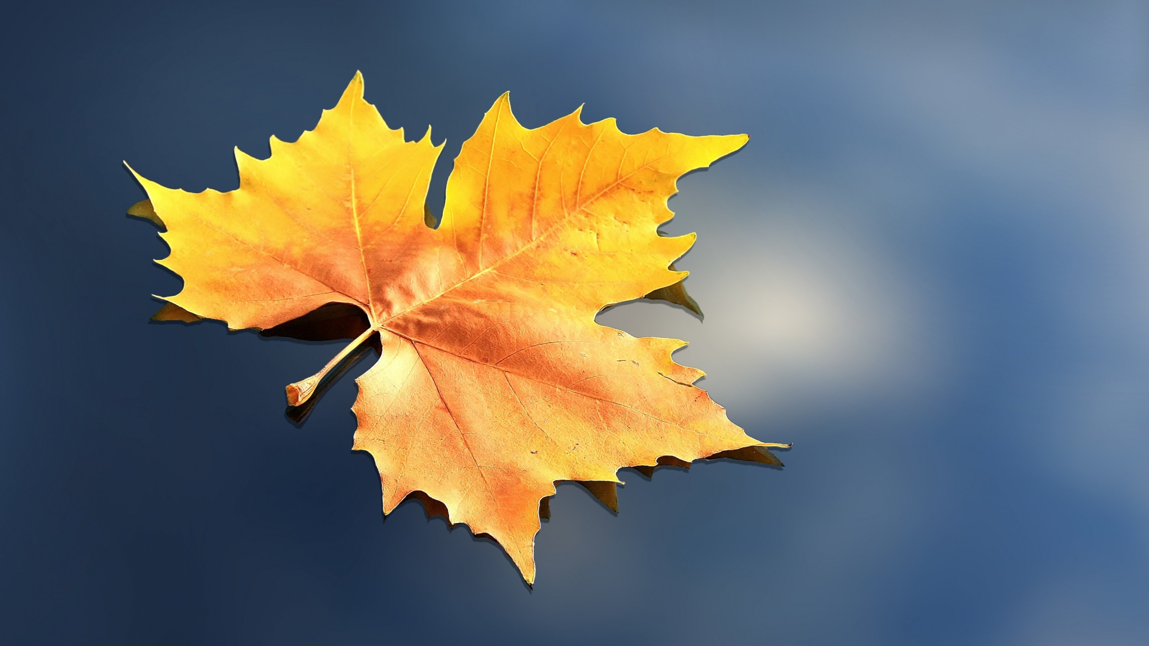 4K leaves, Nature's beauty, Backgrounds, Wallpaper, 3840x2160 4K Desktop