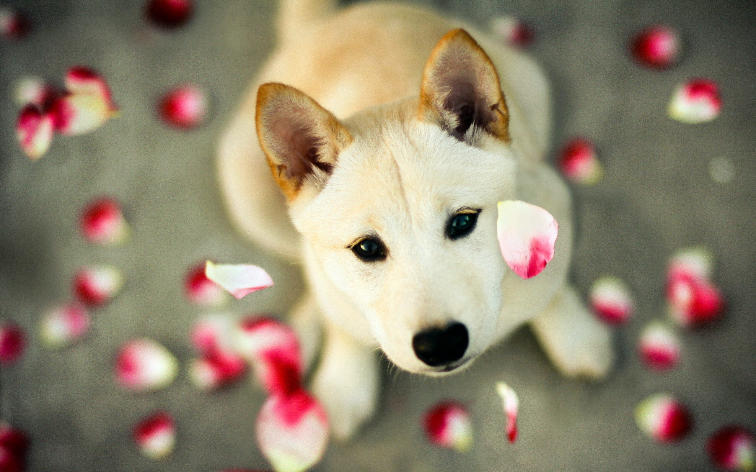 Petals, Shibas Wallpaper, 2560x1600 HD Desktop