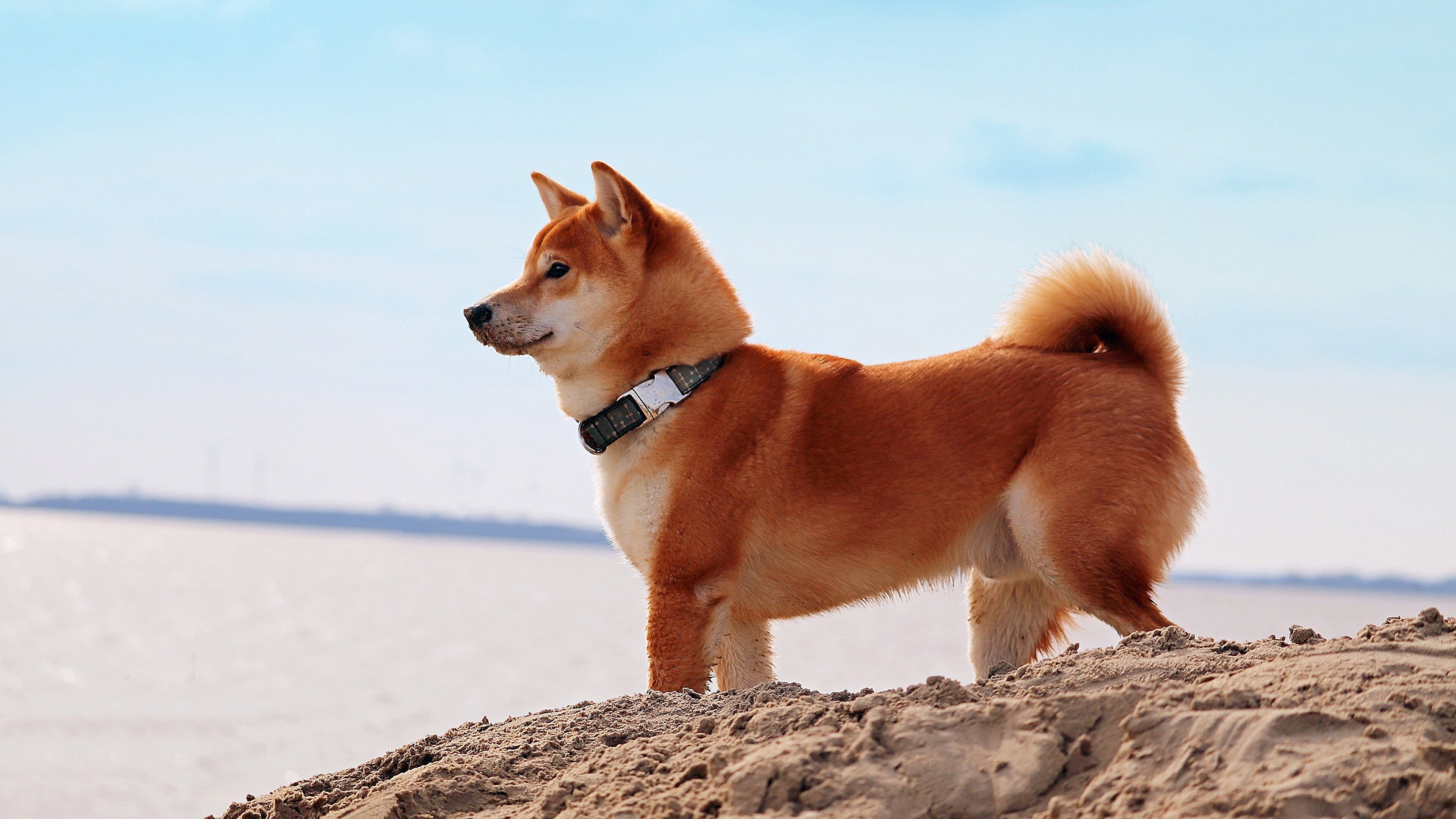 Shiba Inu, Adorable breed, Japanese origin, Loyal companion, 3840x2160 4K Desktop