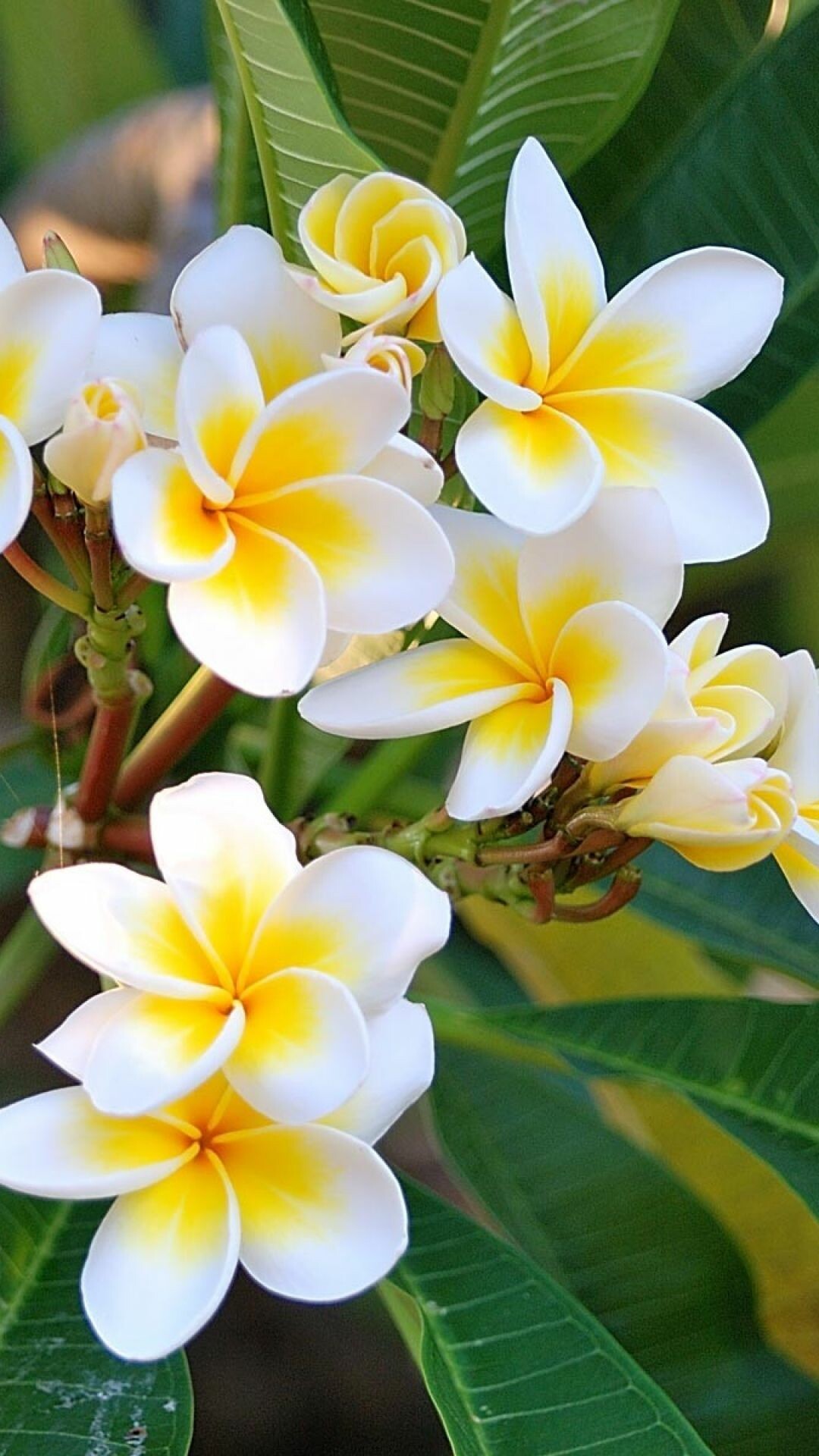 Thailand, Frangipani Flowers Wallpaper, 1080x1920 Full HD Phone