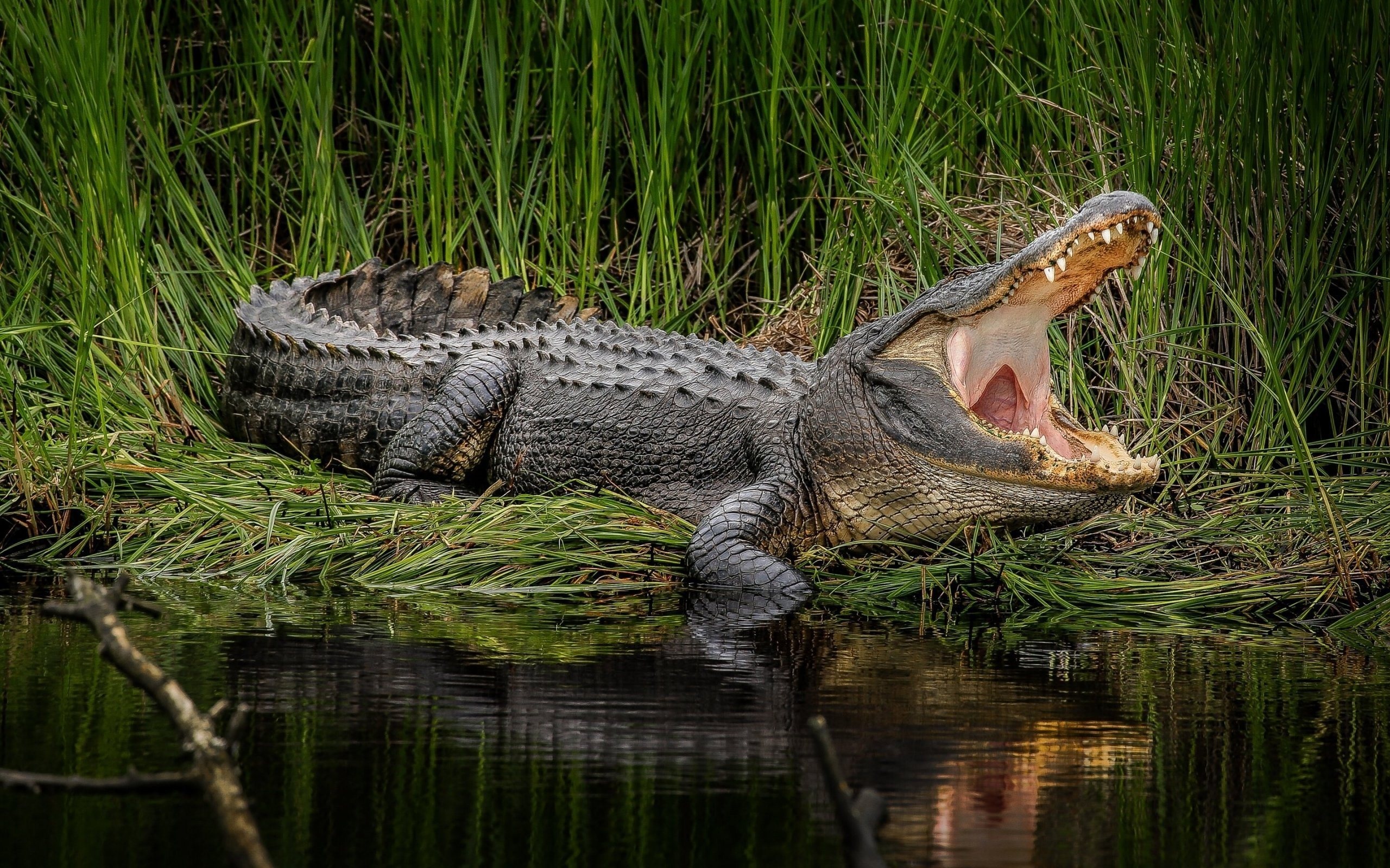 Alligator, Crocodiles Wallpaper, 2560x1600 HD Desktop