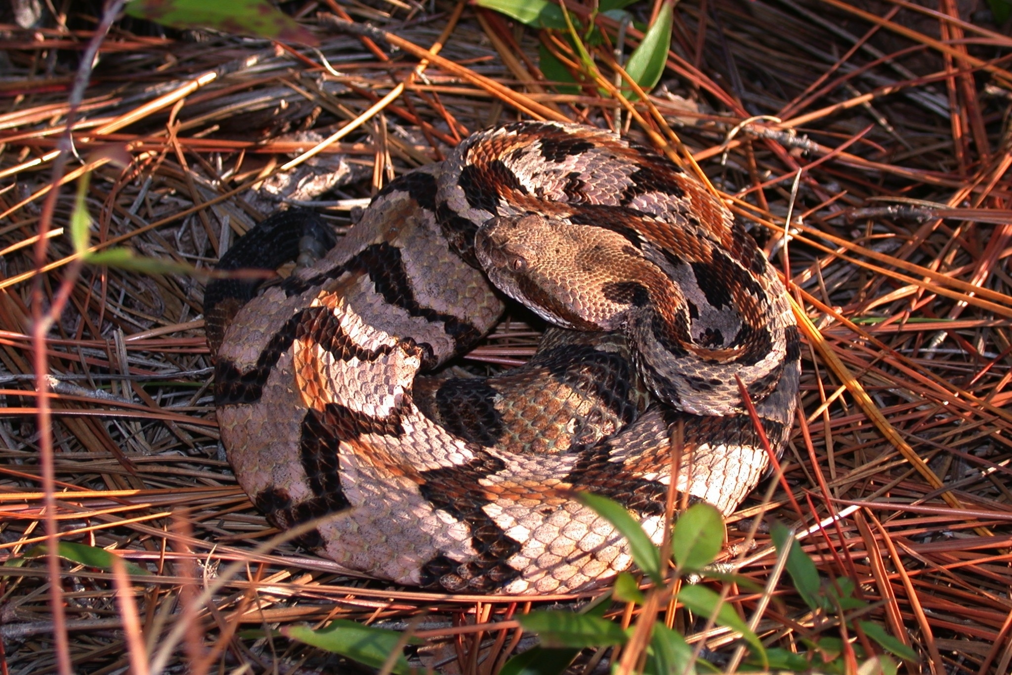 Timber rattlesnake, Native American history, Serpent species, Rattlesnake habitat, 2050x1370 HD Desktop