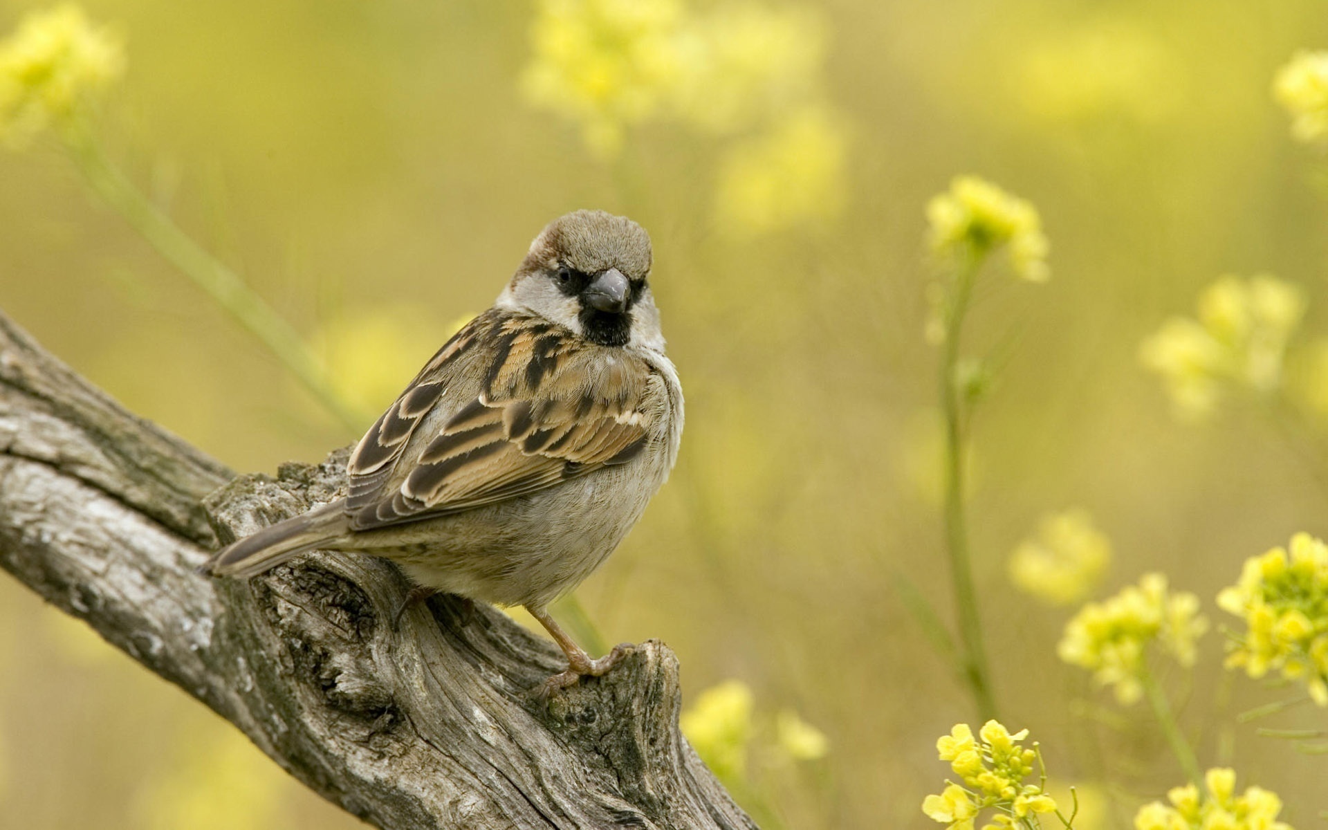 High definition avian, Bird wallpaper collection, Captivating bird wallpapers, Wide variety of sparrow images, 1920x1200 HD Desktop