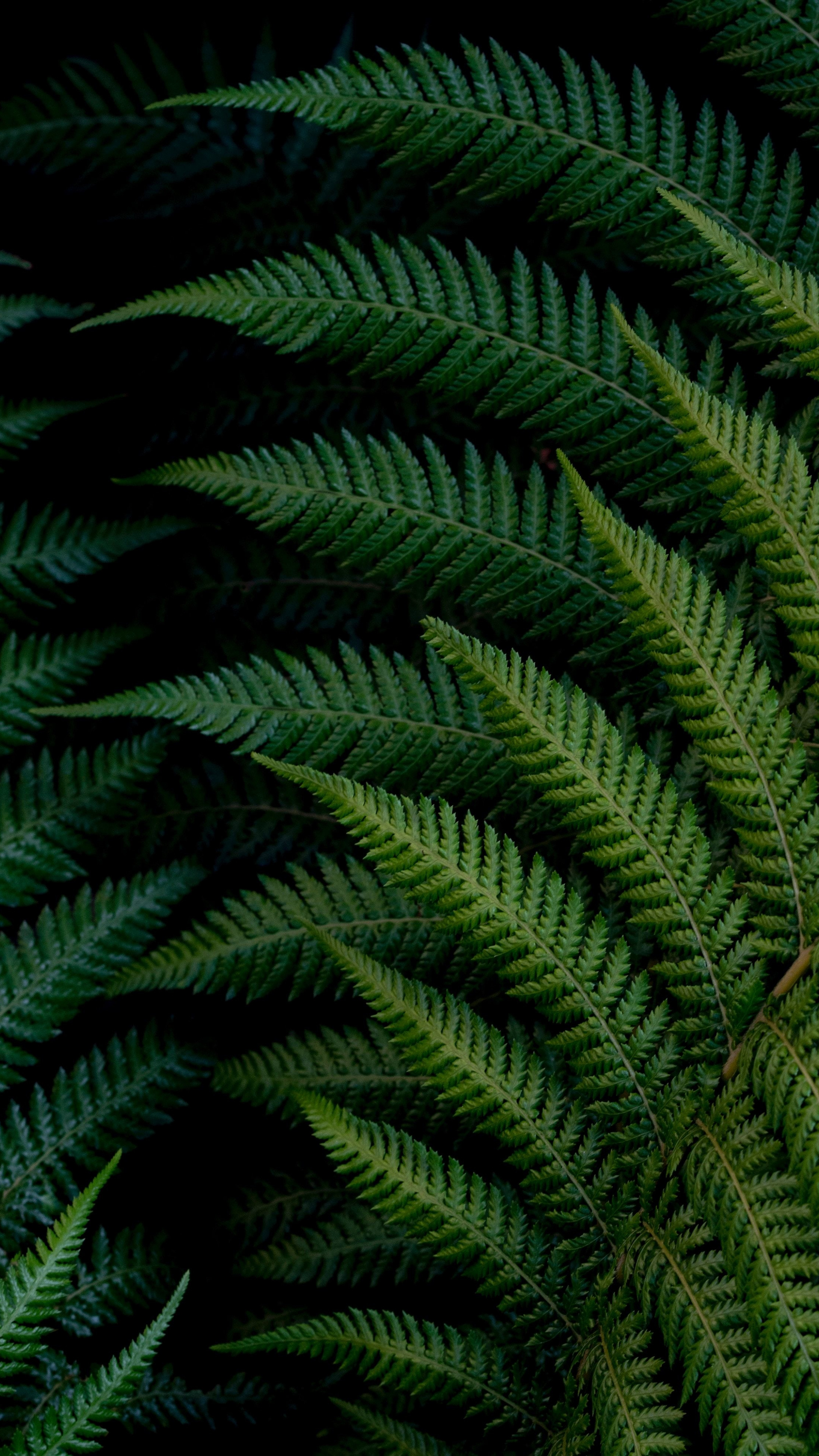 Claytosmunda claytoniana, Green Leaf Wallpaper, 2160x3840 4K Phone