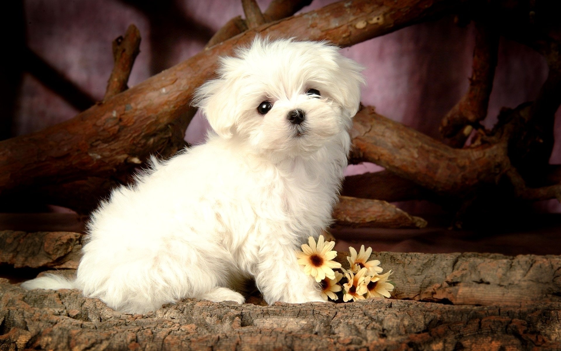 Bolognese Dog, Maltese wallpaper, 1920x1200 HD Desktop