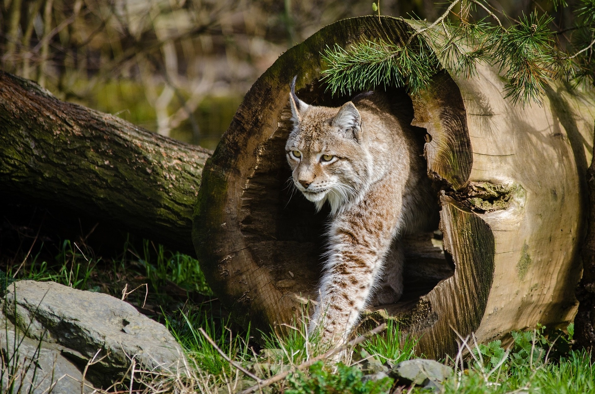 Bobcat adventure, Amerika Tierpark, Barrier-free travel, Leipzig excursion, 1920x1280 HD Desktop