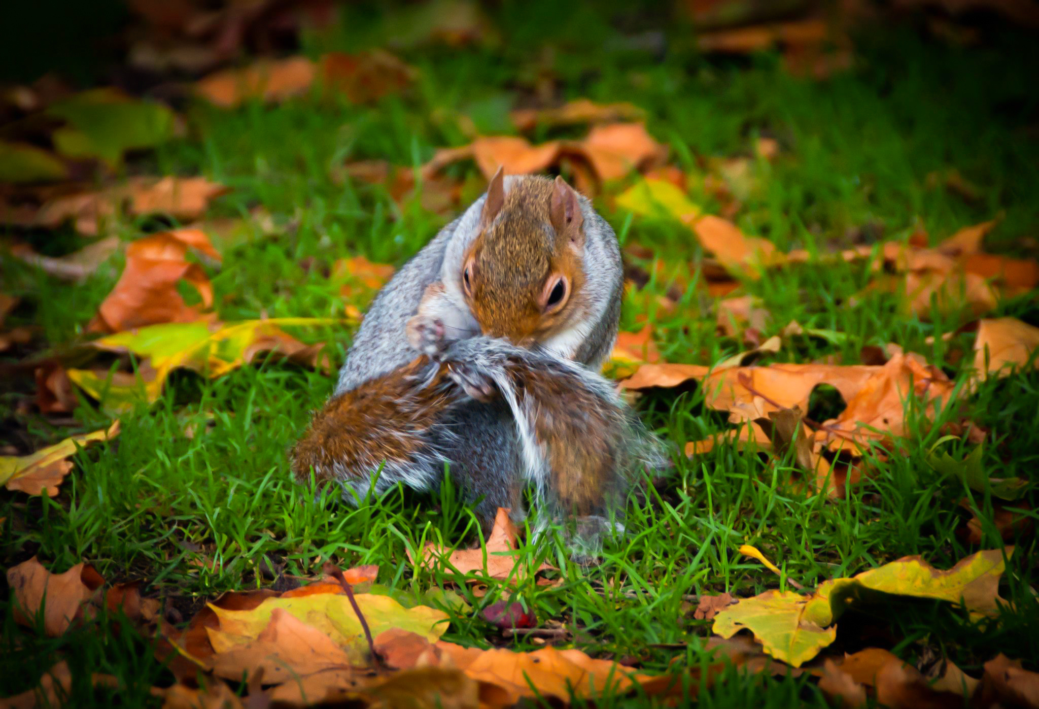 Hyde Park London, Squirrel encounter, Nature's wonders, 2050x1400 HD Desktop