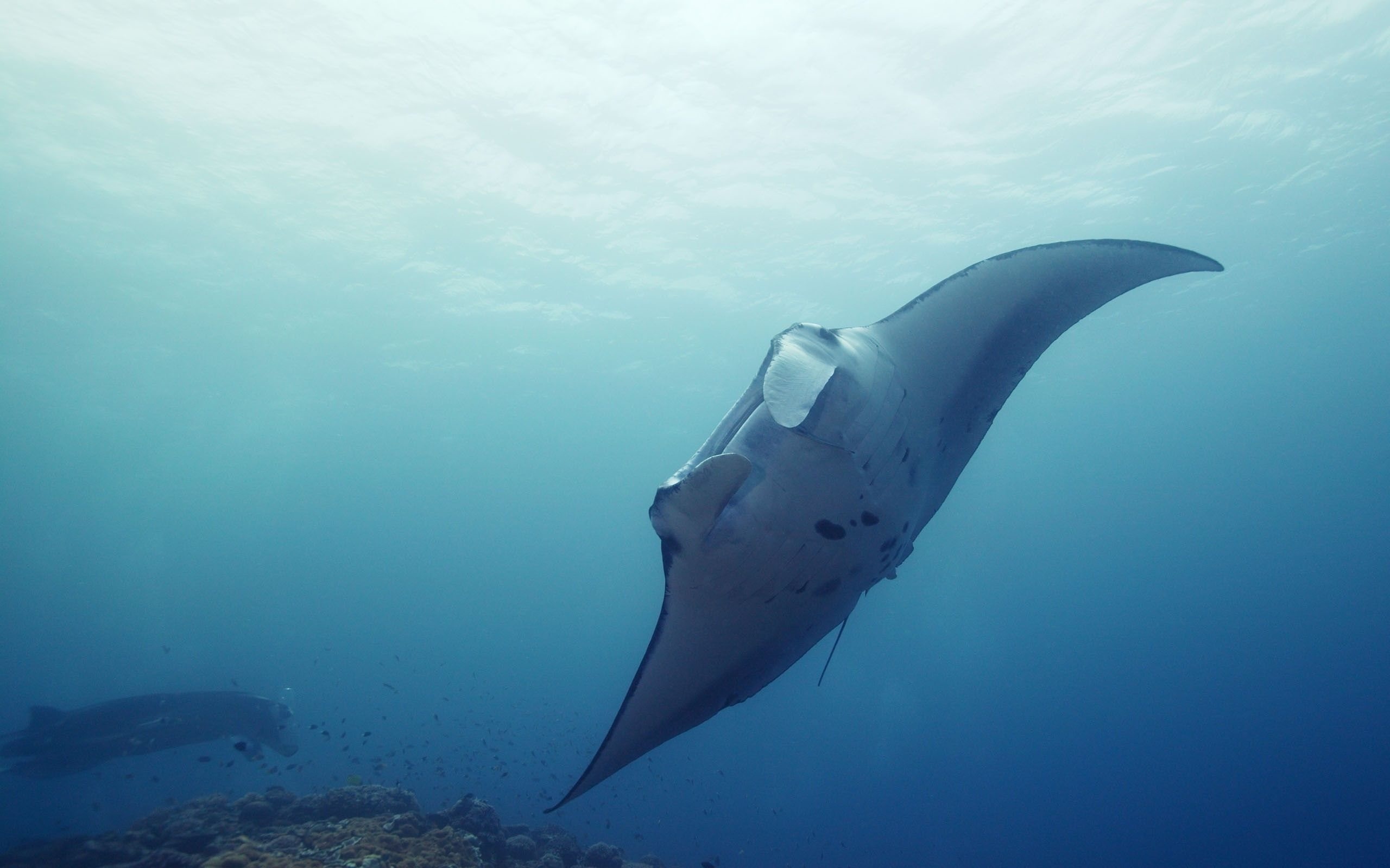 Giant manta ray, Sea Animals Wallpaper, 2560x1600 HD Desktop