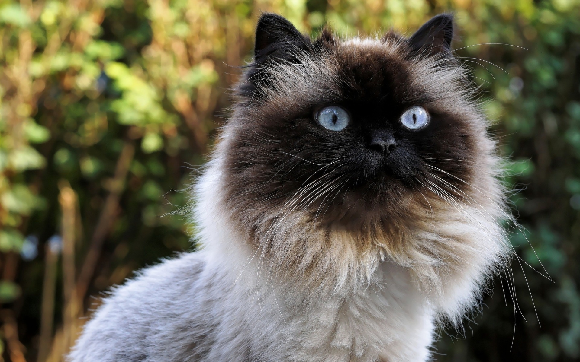 Birman muzzle domestic, Cute animals cats, Cat pets Birman, Hd pictures, 1920x1200 HD Desktop