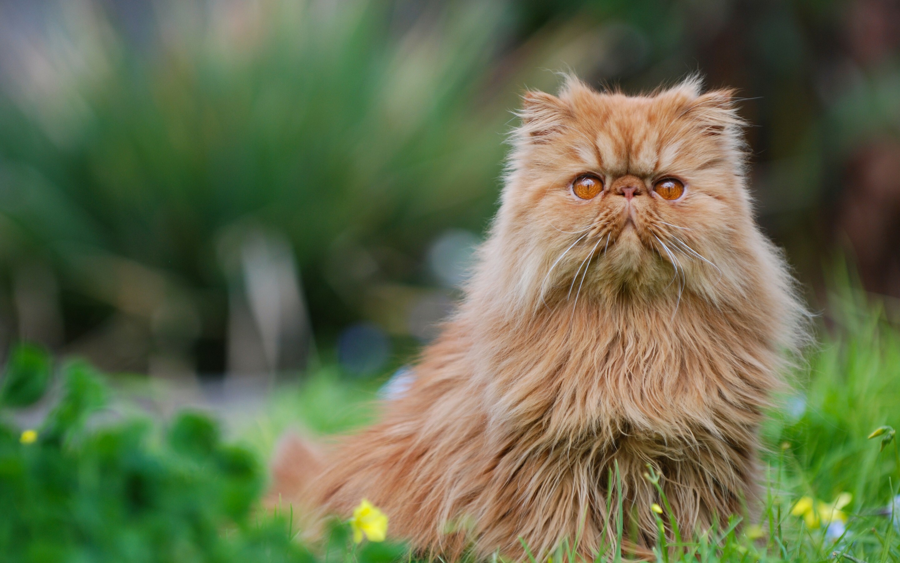 Persian cat HD wallpaper, Graceful feline companion, Fluffy and adorable, Picture-perfect background, 2880x1800 HD Desktop