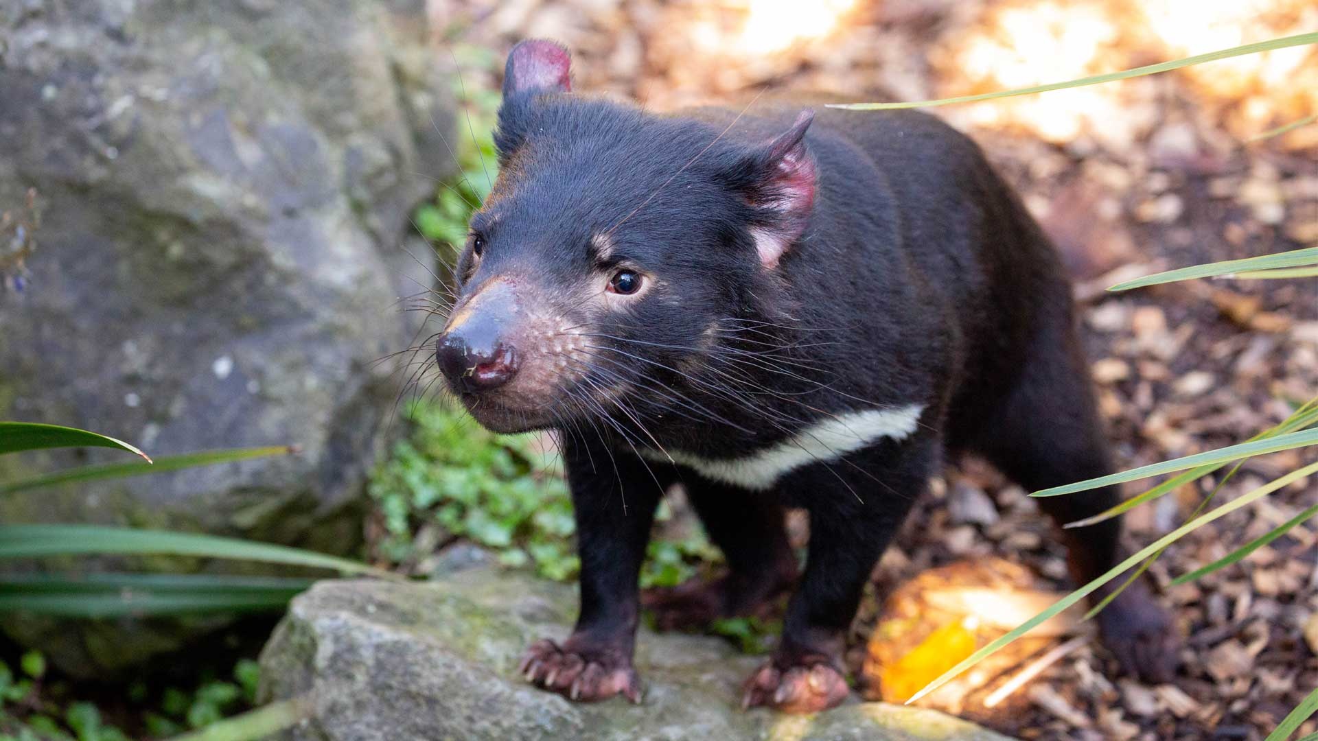 Endangered marsupial species, Australian wildlife, Auckland Zoo exhibit, Tasmanian Devil, 1920x1080 Full HD Desktop