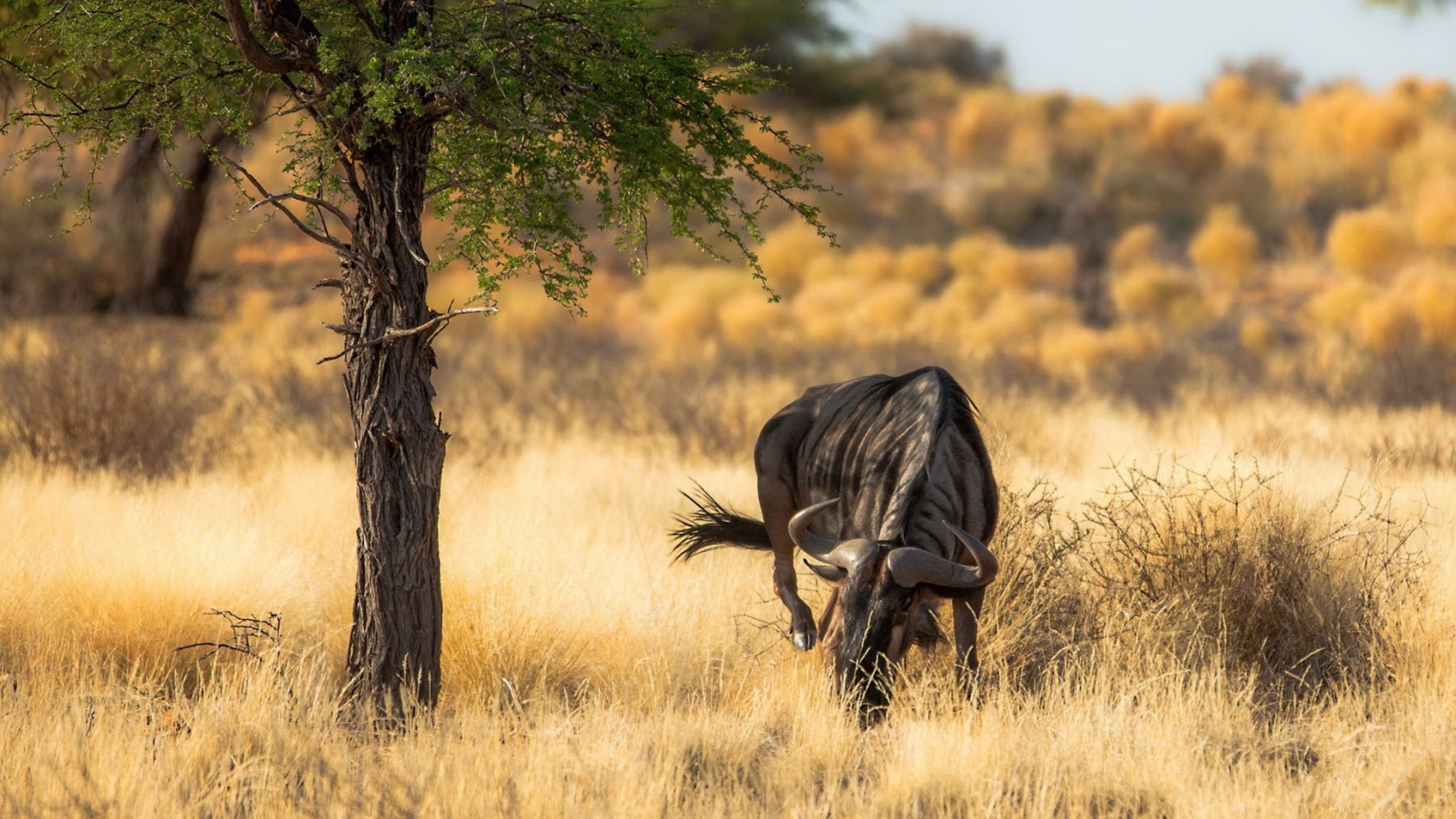 South Africa travels, 4K nature wallpaper, Africa, 3840x2160 4K Desktop