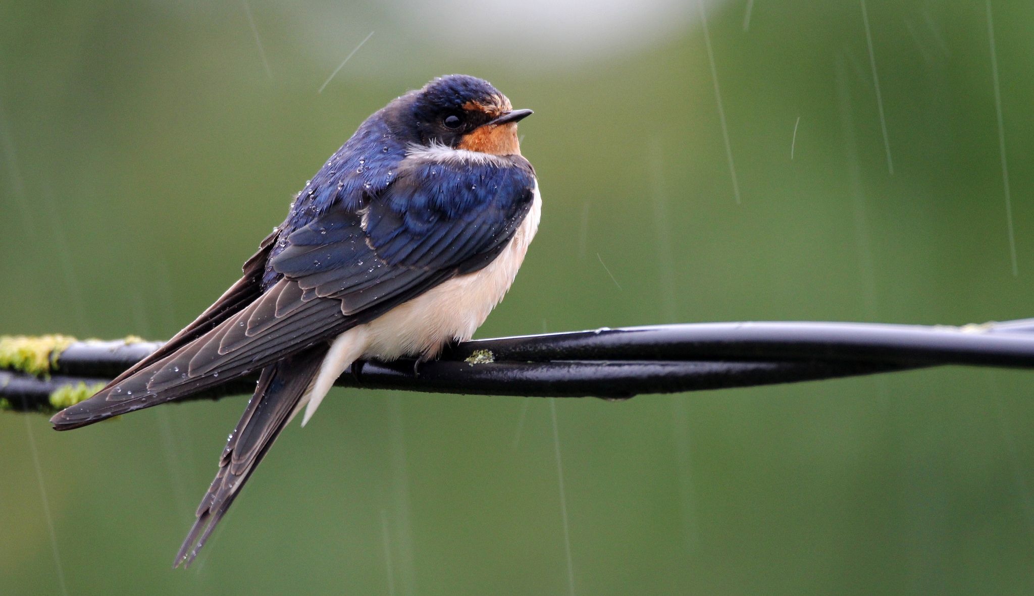 Swallow, Explored animal planet, Barn swallow species, Nature's diversity, 2050x1190 HD Desktop