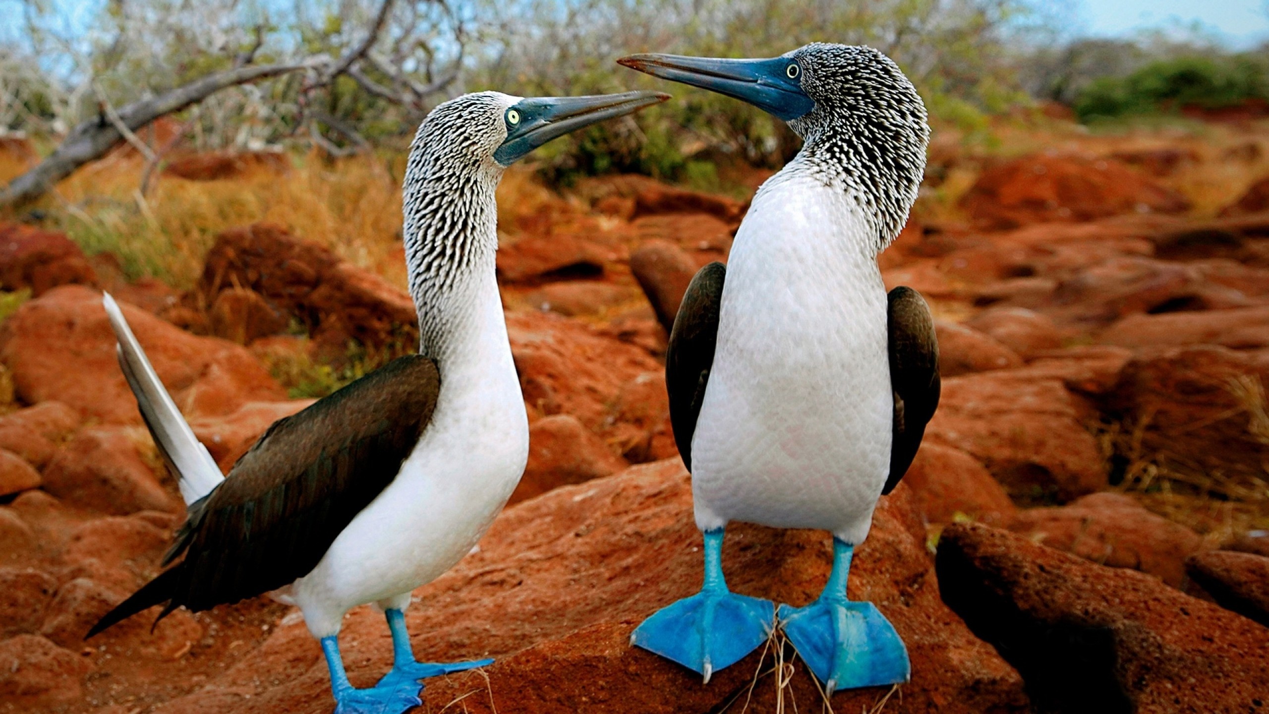 Blue footed booby wallpaper, Booby bird, 2560x1440 HD Desktop