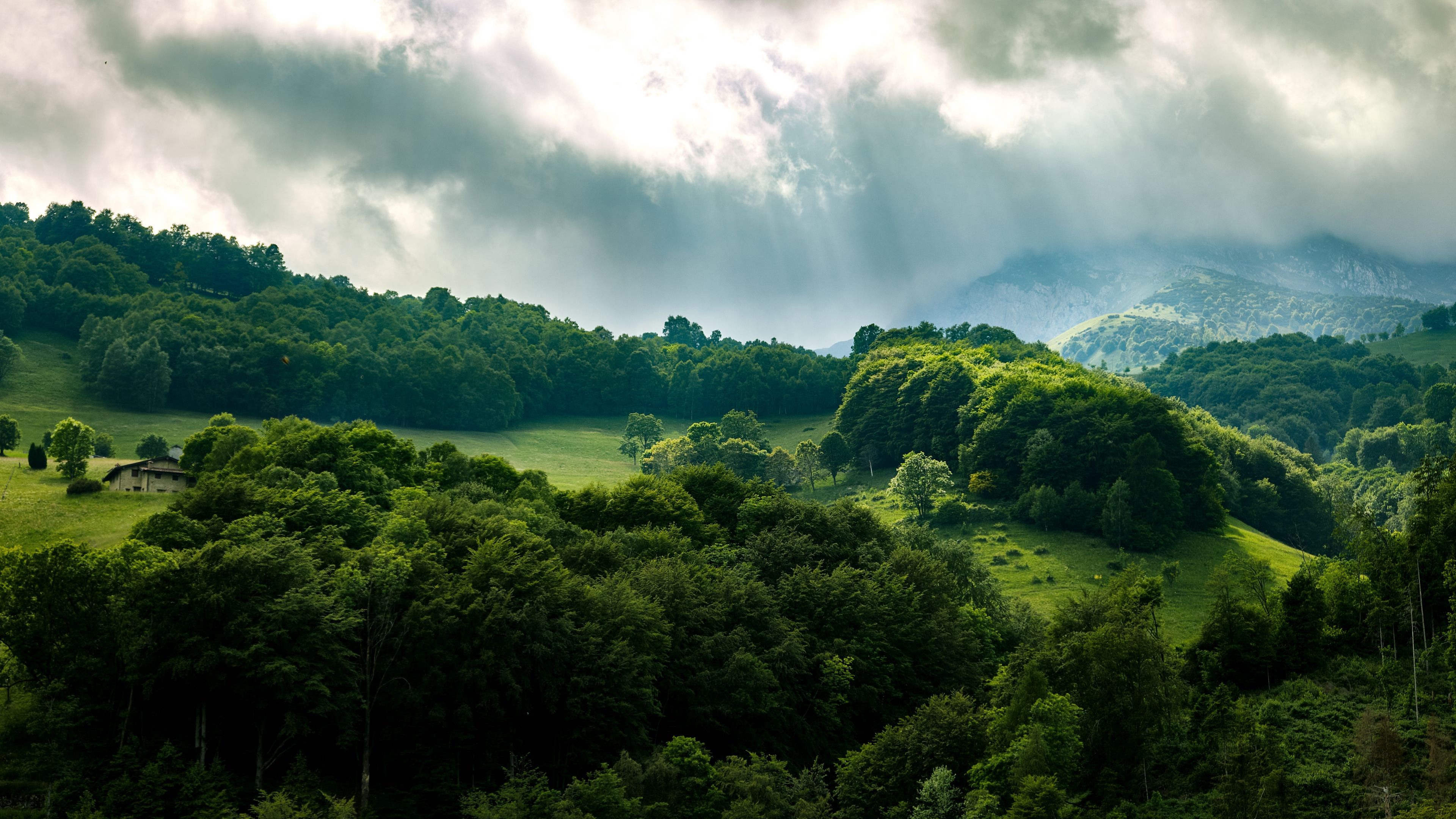 Green Forest, 4K wallpapers, Green scenery, 3840x2160 4K Desktop