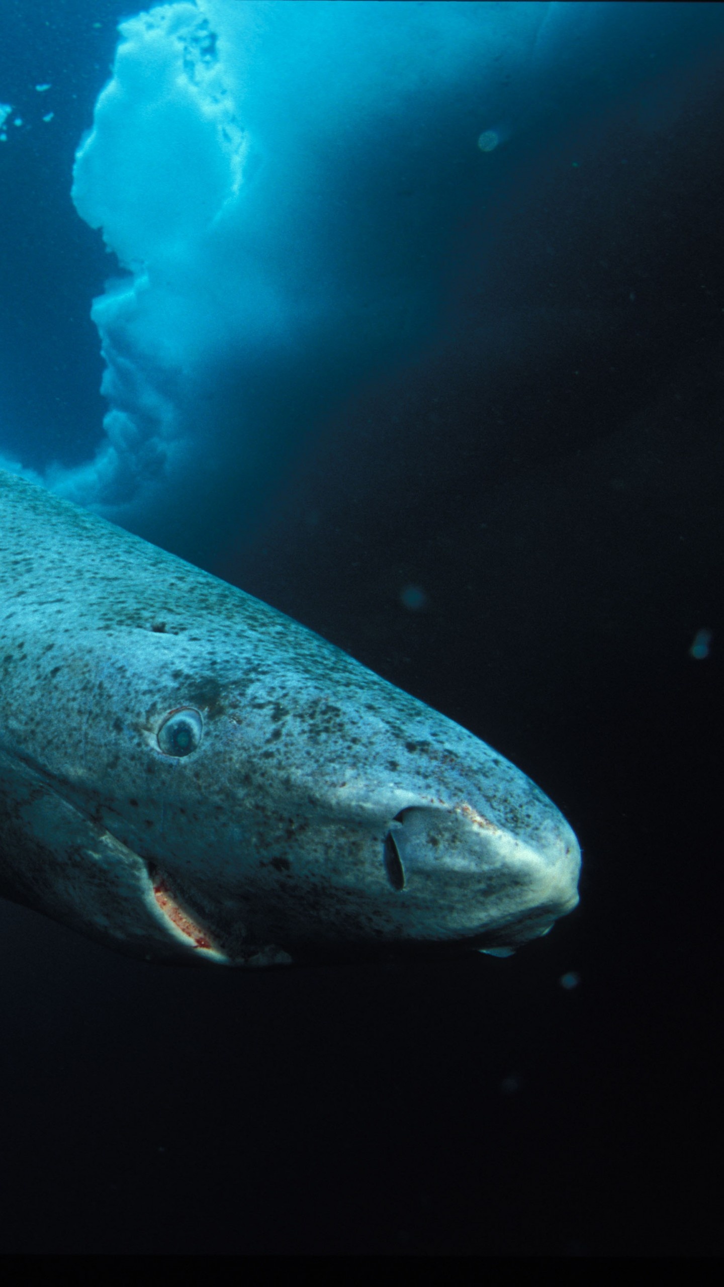 Greenland shark, Oceanarium Wallpaper, 1440x2560 HD Phone