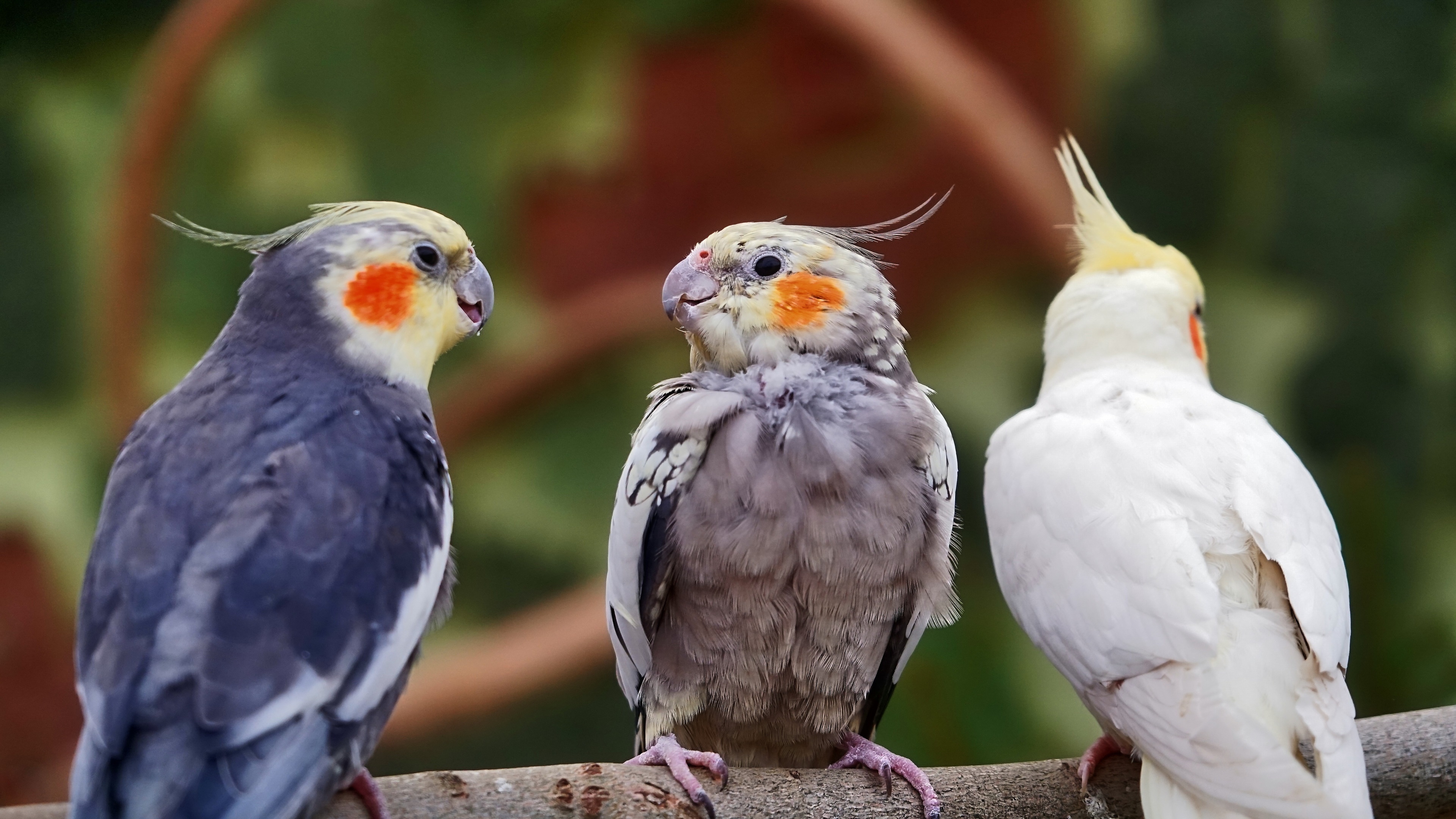 Kakadu bird, Vibrant plumage, Free wallpapers, Tropical paradise, 3840x2160 4K Desktop