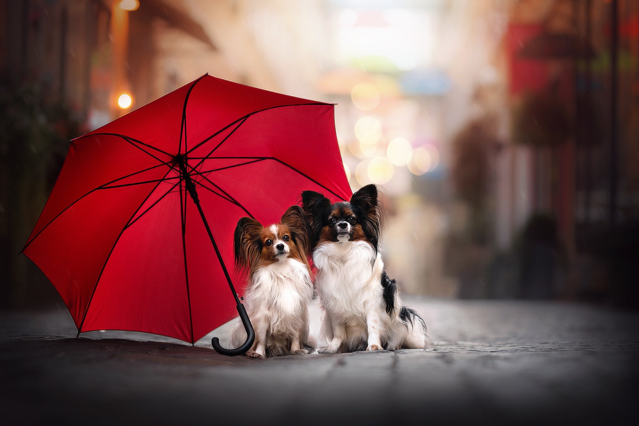 Couple, Papillon Dog Wallpaper, 2050x1370 HD Desktop