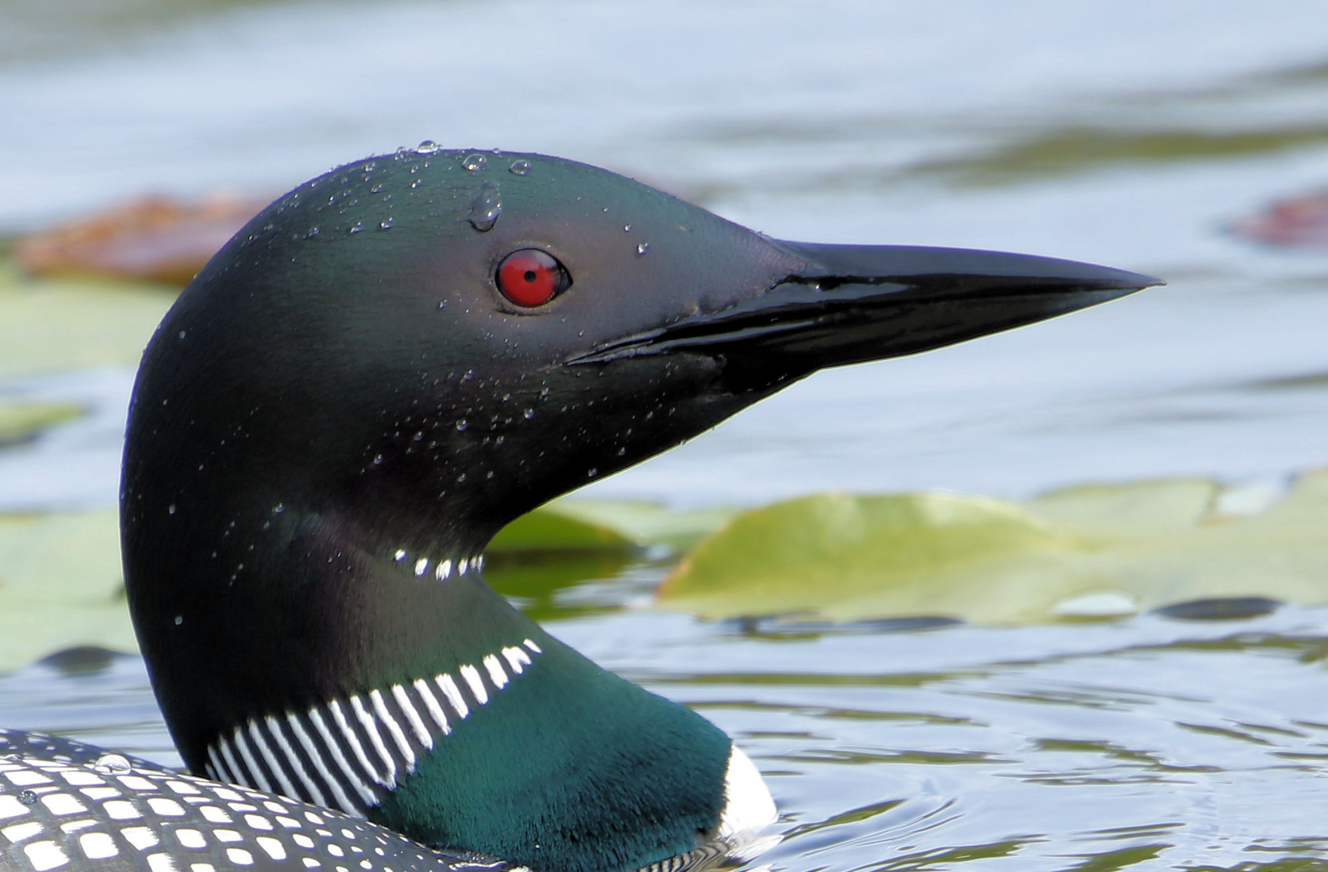 Common loons, Wintering site, Birdwatching, 2630x1730 HD Desktop