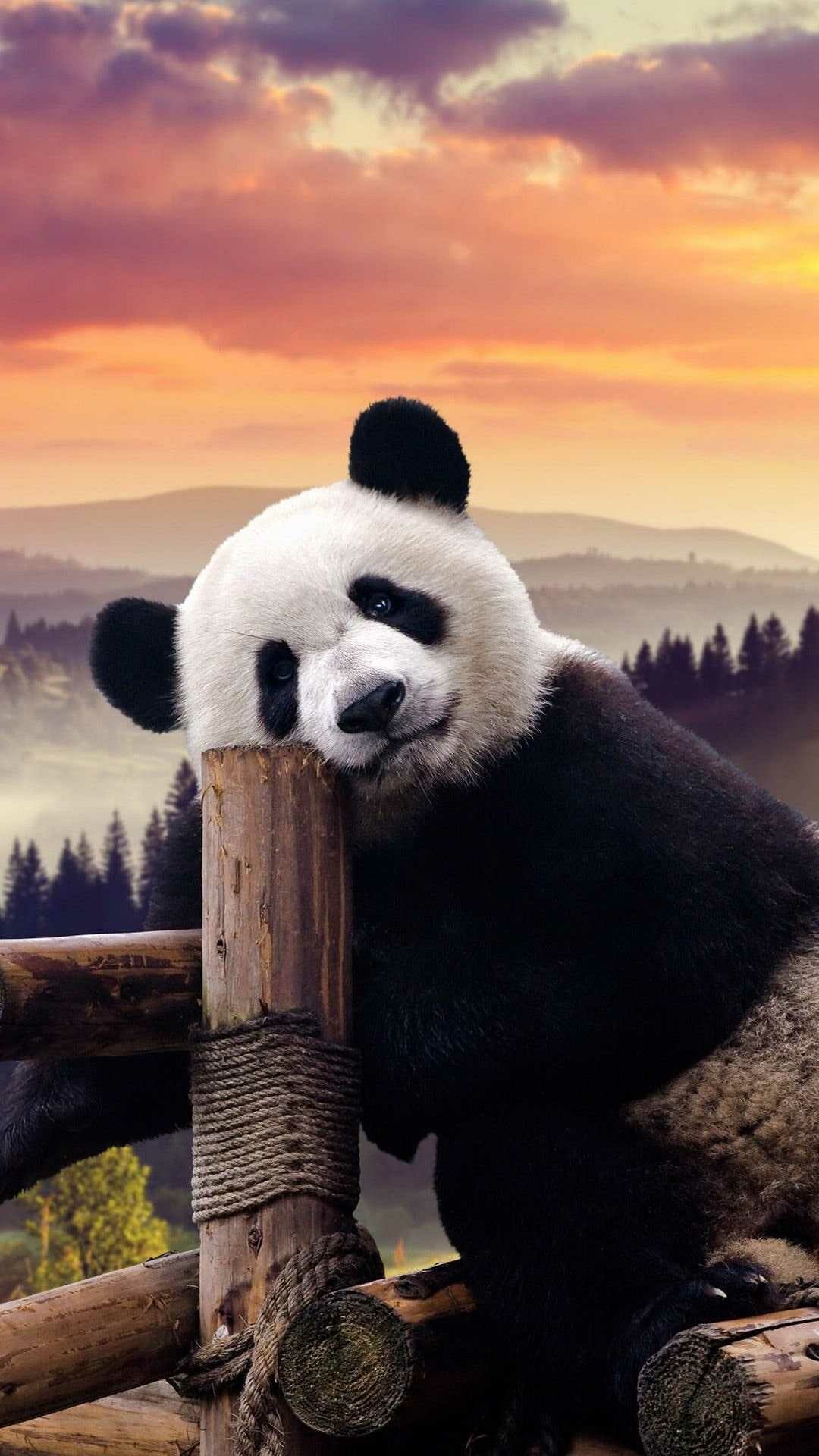 Panda, Bears Wallpaper, 1080x1920 Full HD Phone