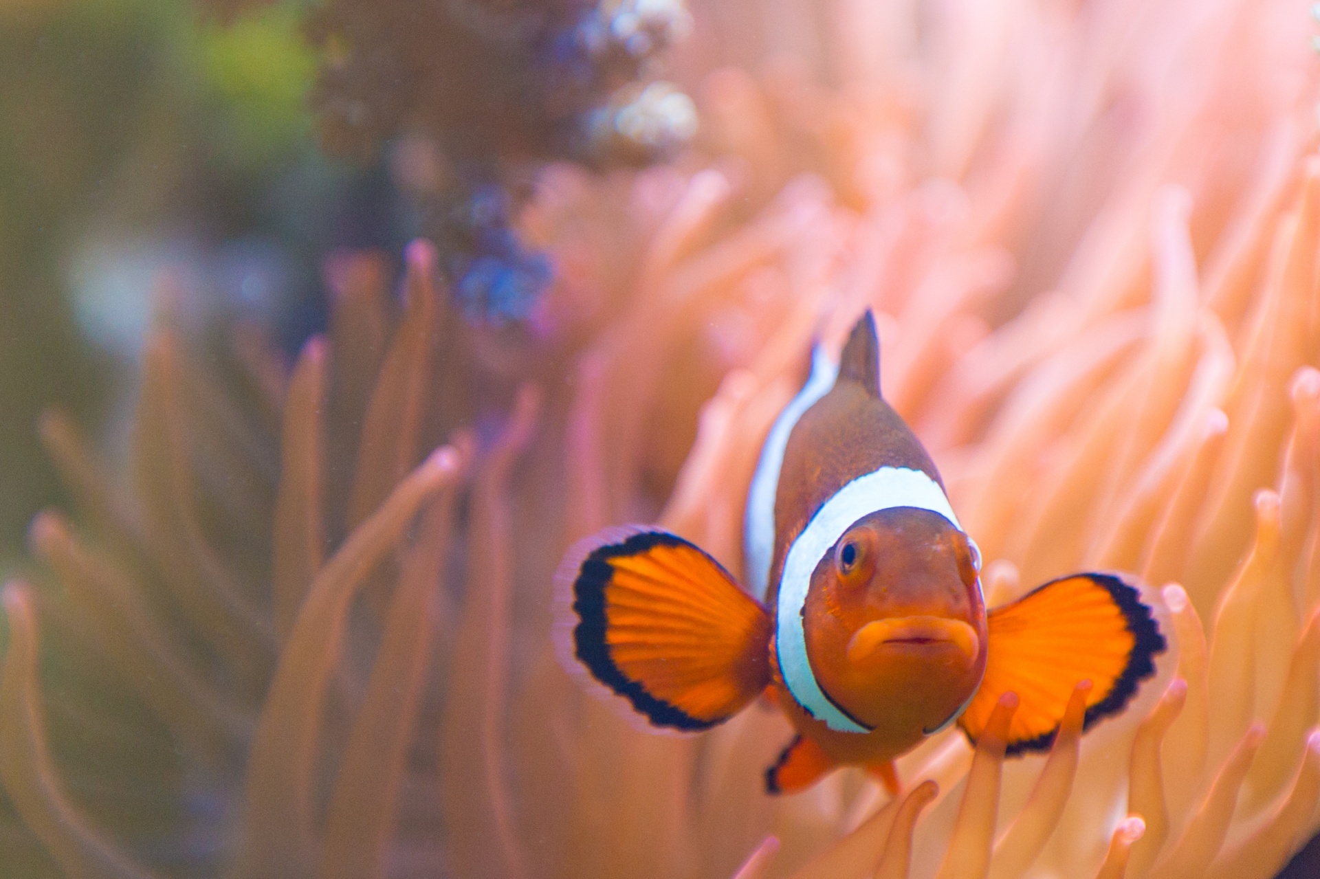 Clownfish, Sex, Changes, Argument, 1920x1280 HD Desktop