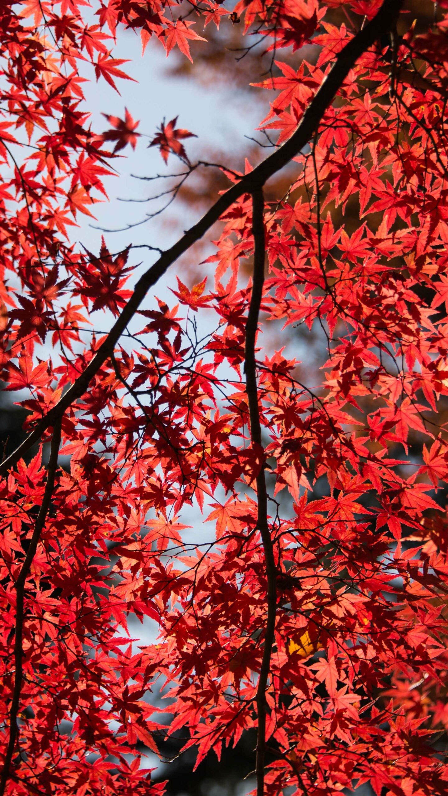 Red Maple, Leaves Wallpaper, 1440x2560 HD Phone