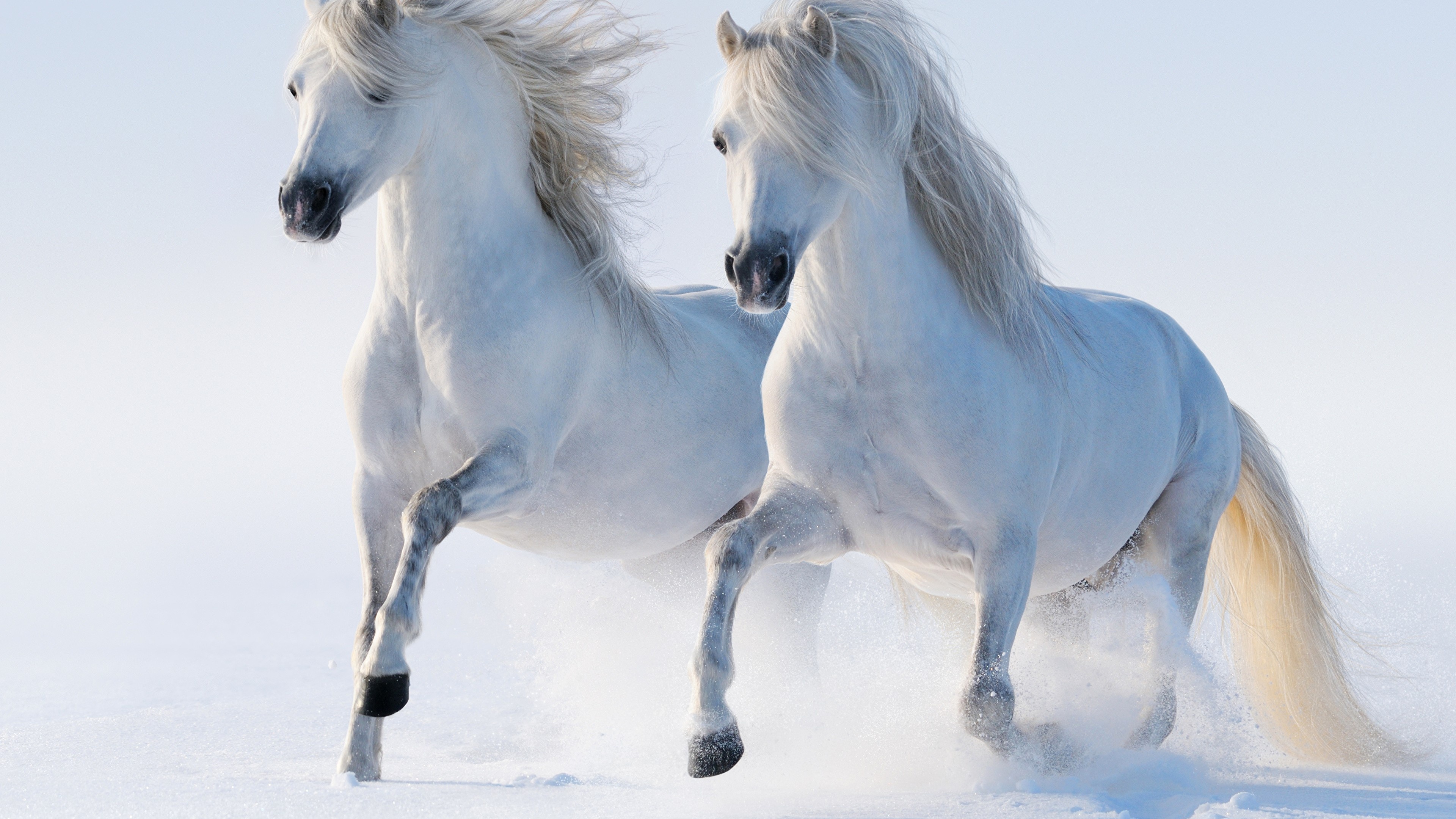 Couple, Horses in the Snow Wallpaper, 3840x2160 4K Desktop