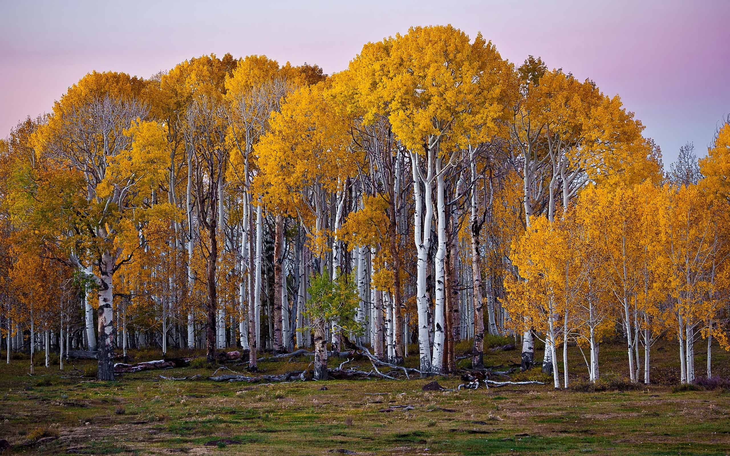 Hvtmrk birch tree wallpaper, Elegant aesthetics, Nature's charm, Captivating beauty, 2560x1600 HD Desktop