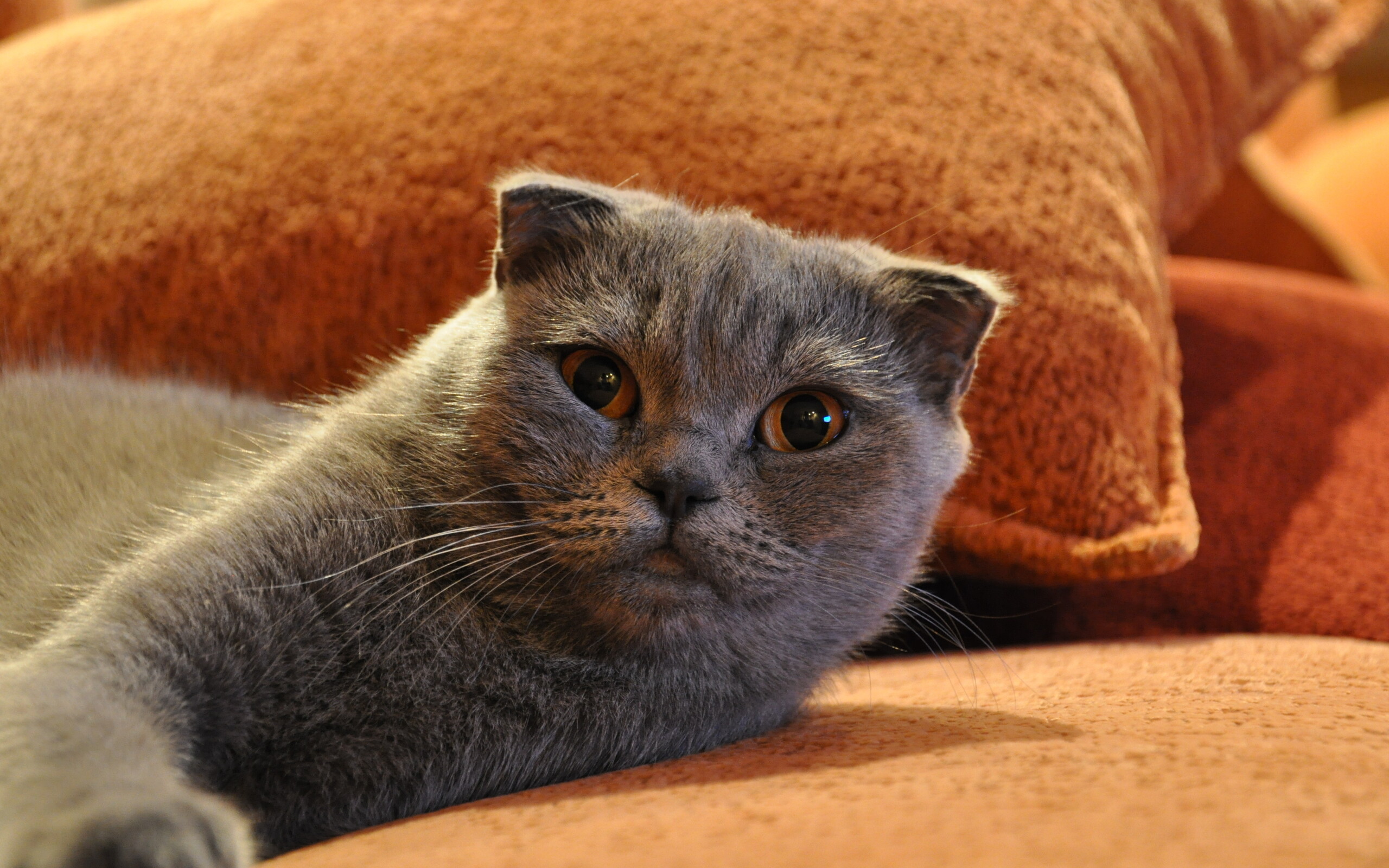 Scottish Fold, Cozy house cat, HD wallpaper, Perfect pet, 2560x1600 HD Desktop