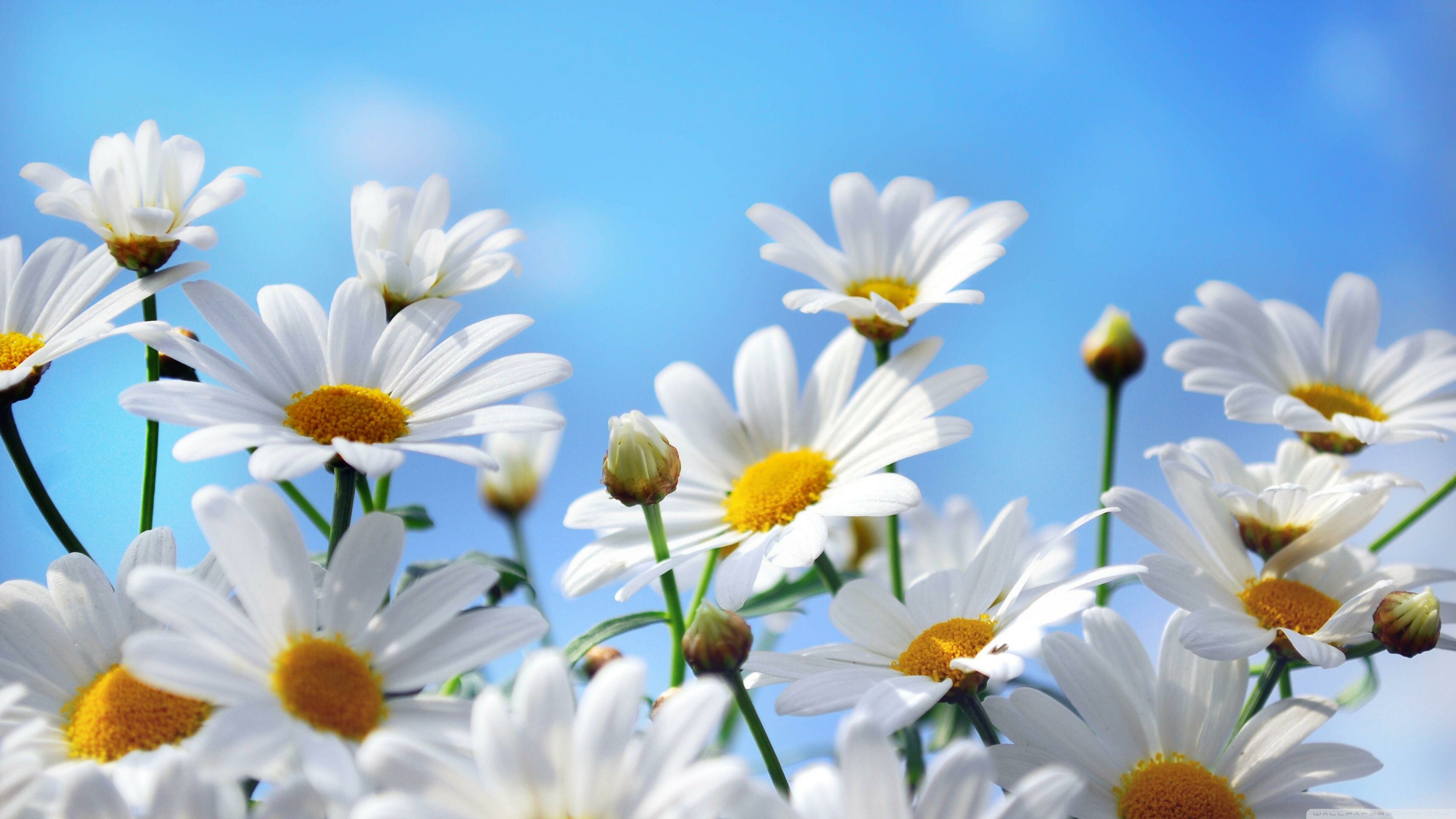 Daisies