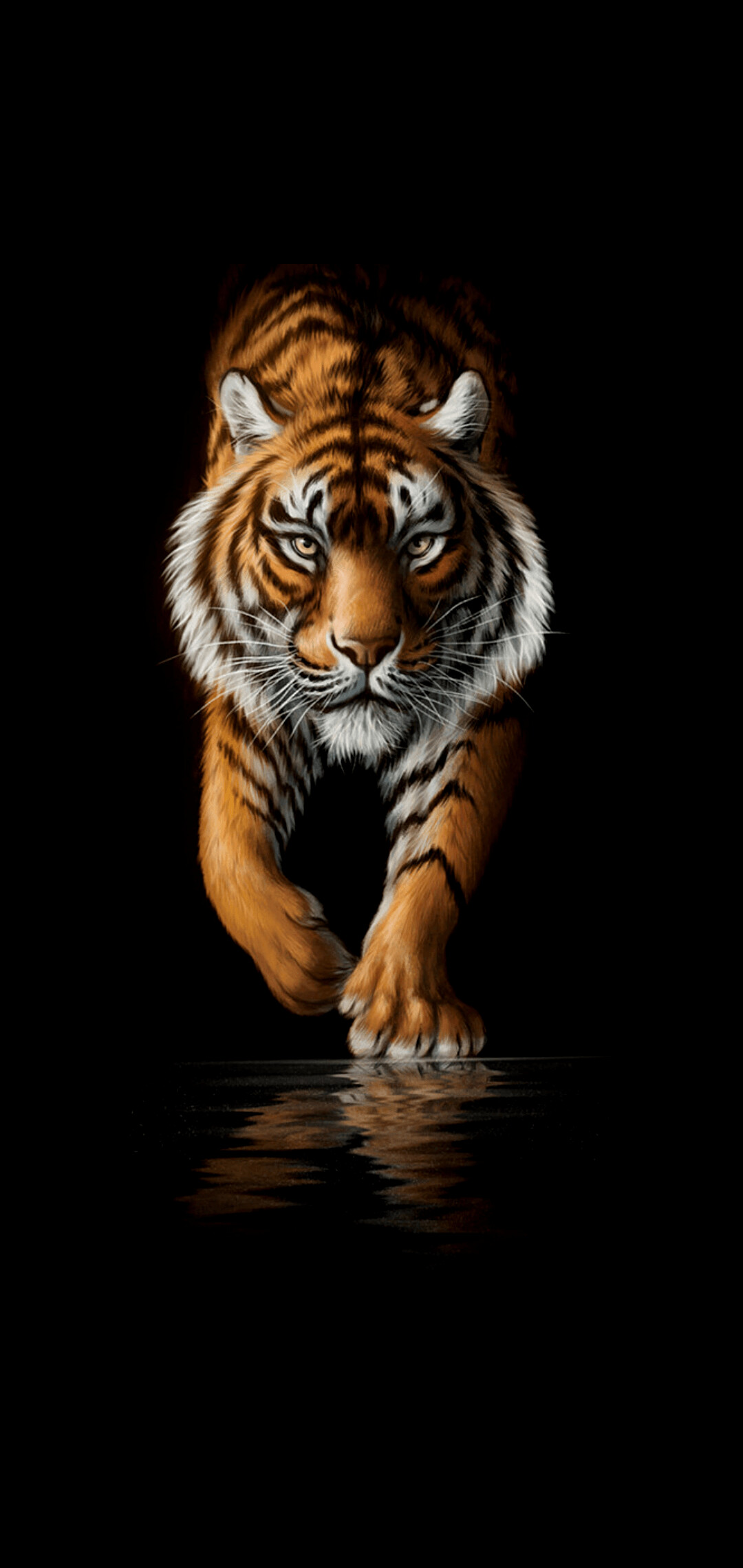 Stunning oled tiger, Vibrant and intense, High-quality wallpaper, Eye-catching visuals, 1080x2280 HD Phone