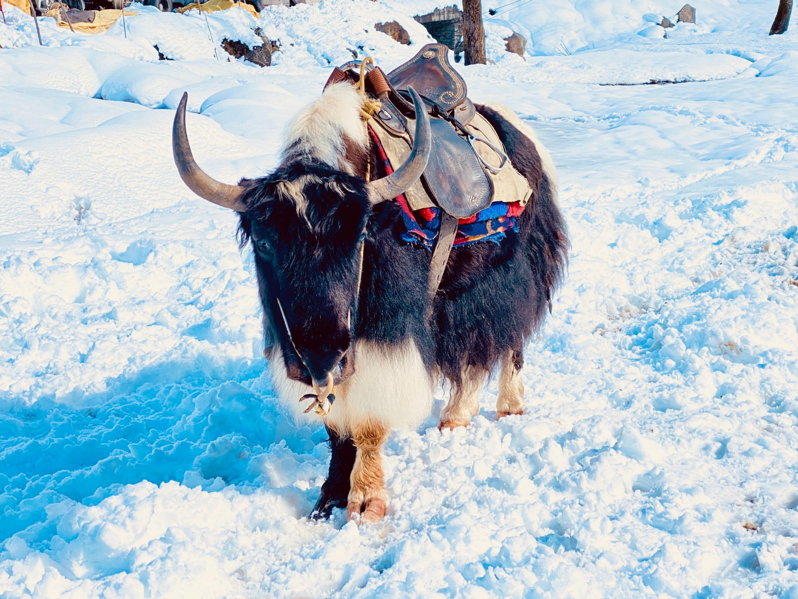 Yak safari, Enthralling ride, Sikkim tourism, Gangtok experience, 2560x1920 HD Desktop