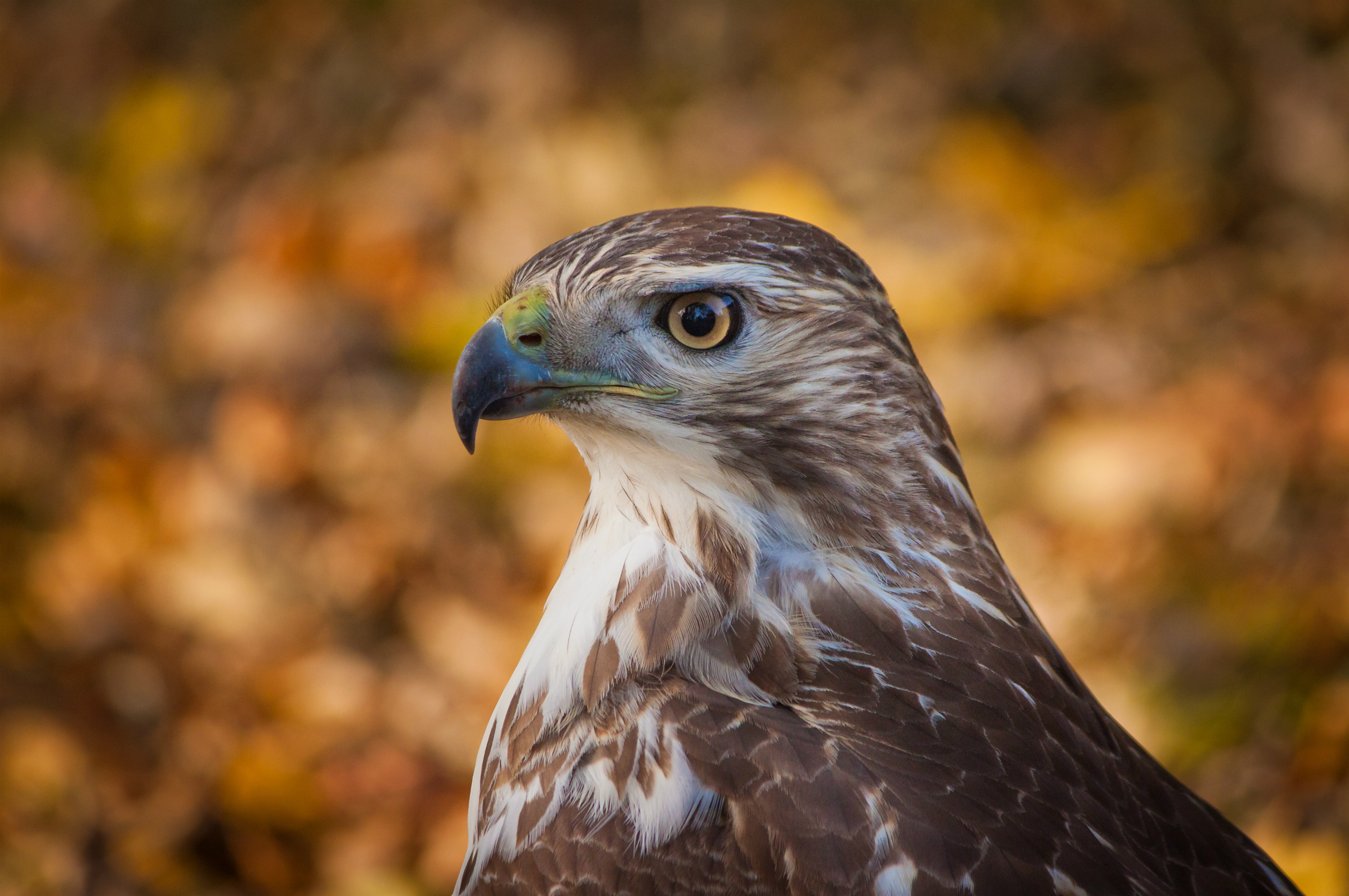 Graceful hawk, Soaring beauty, Bird wallpaper, 2560x1700 HD Desktop