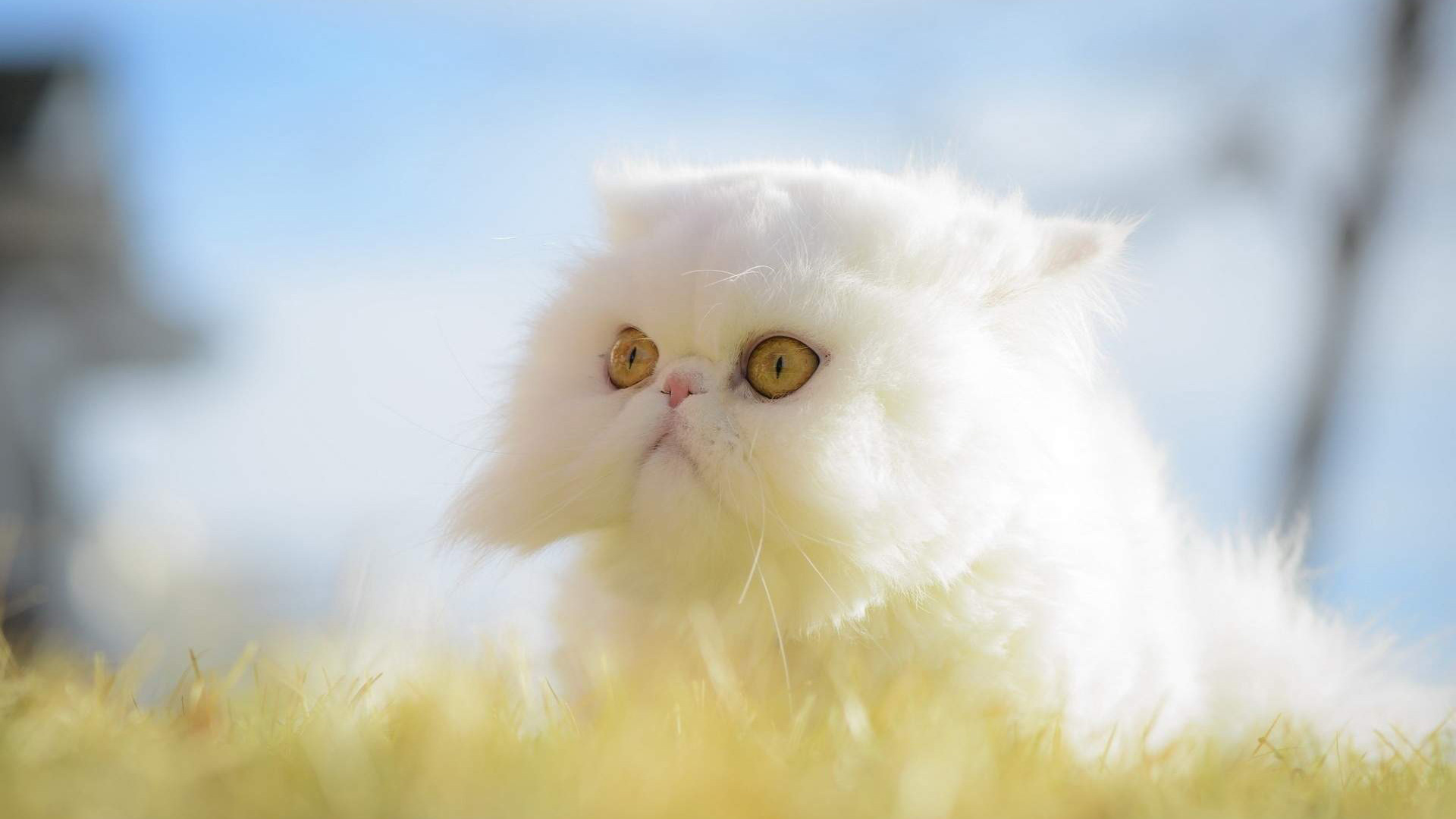 White, Exotic Shorthair Cat Wallpaper, 1920x1080 Full HD Desktop