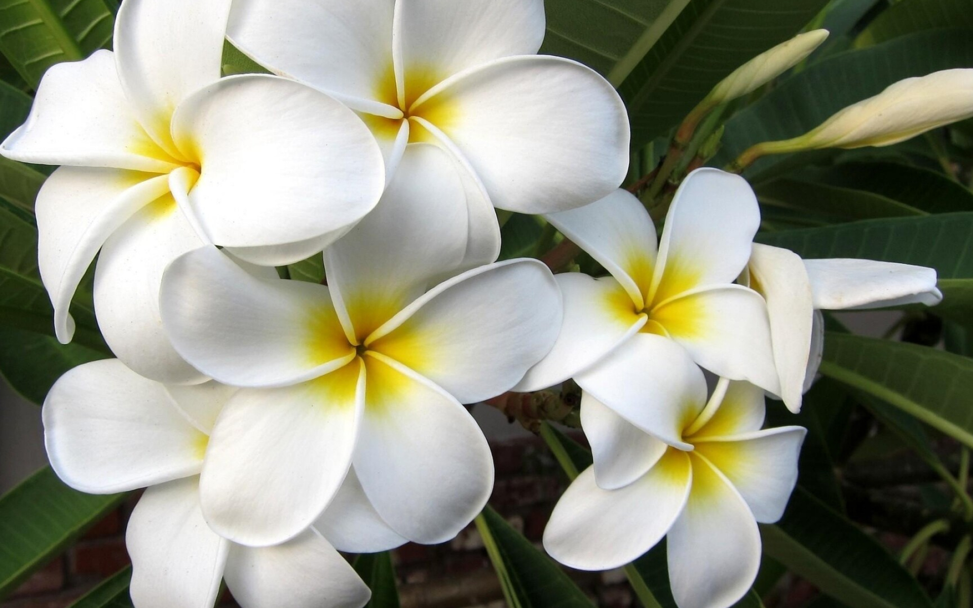 White plumeria wallpaper, Pure floral charm, Serenity in petals, Nature's pristine beauty, 1920x1200 HD Desktop