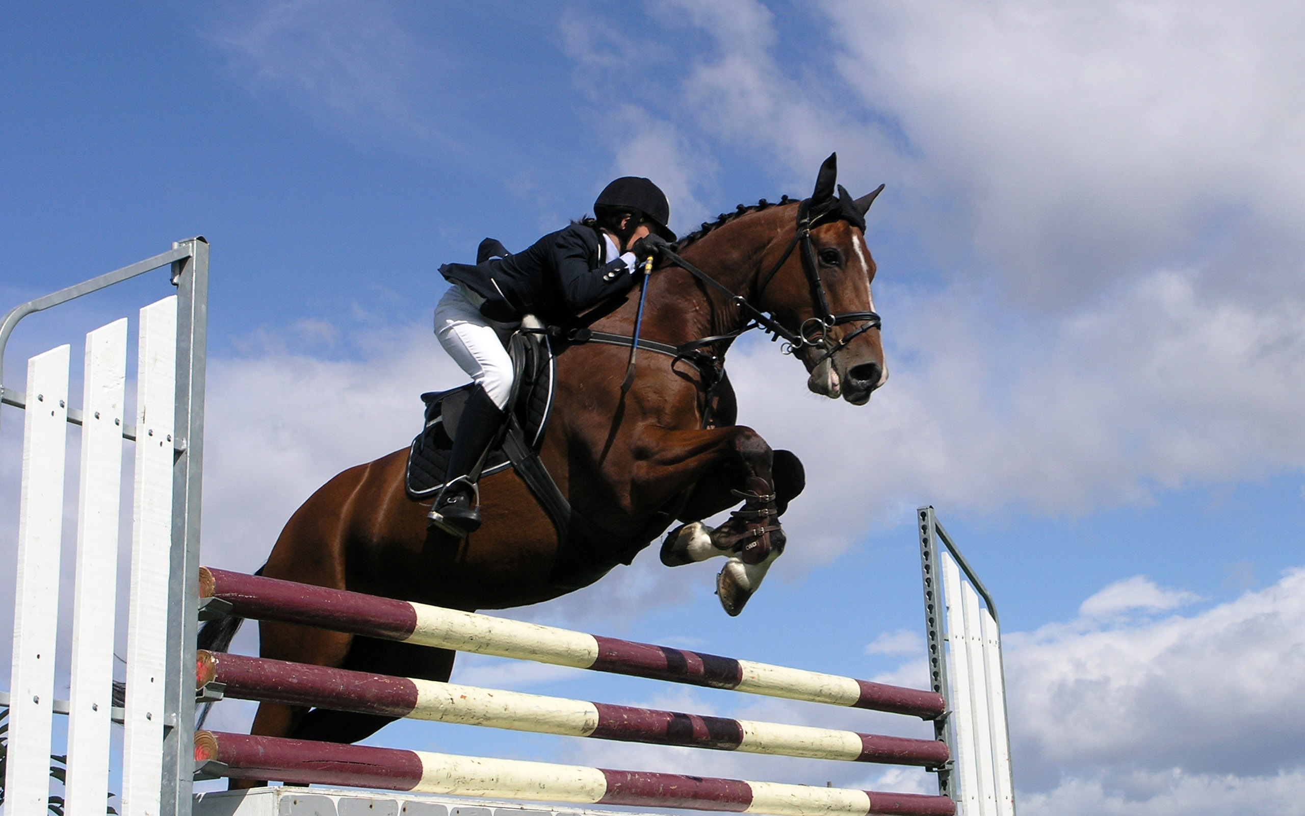 Jumping, Show jumping, Competitive sport, Wallpaper-worthy, 2560x1600 HD Desktop