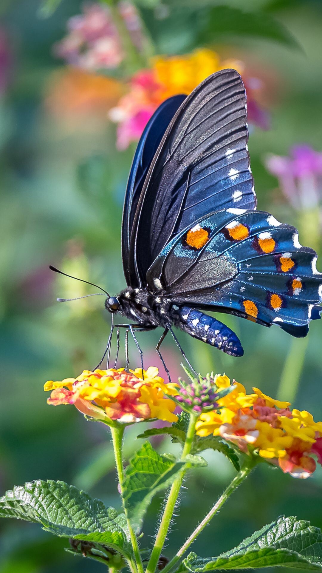 Battus philenor hirsuta, Butterflies Wallpaper, 1080x1920 Full HD Phone