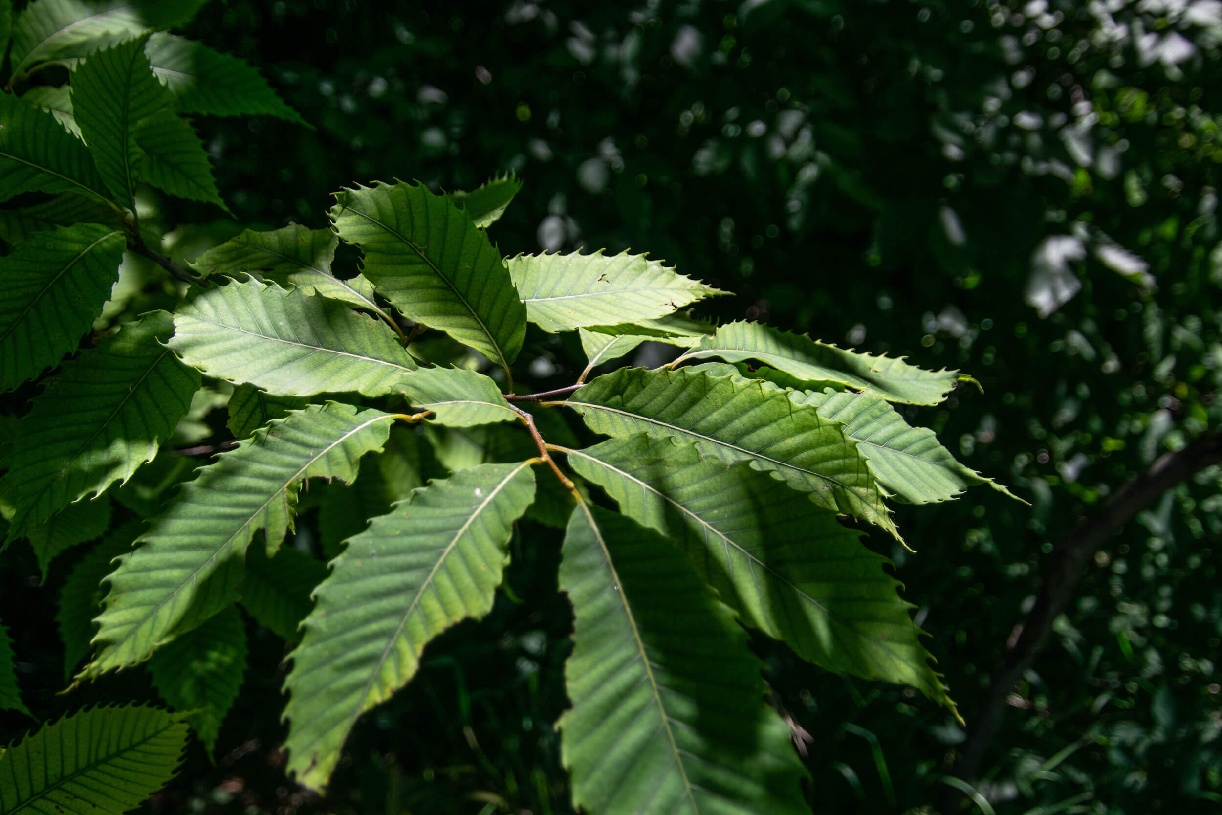 Chestnut tree, American chestnut, Purdue Fort Wayne, 2500x1670 HD Desktop