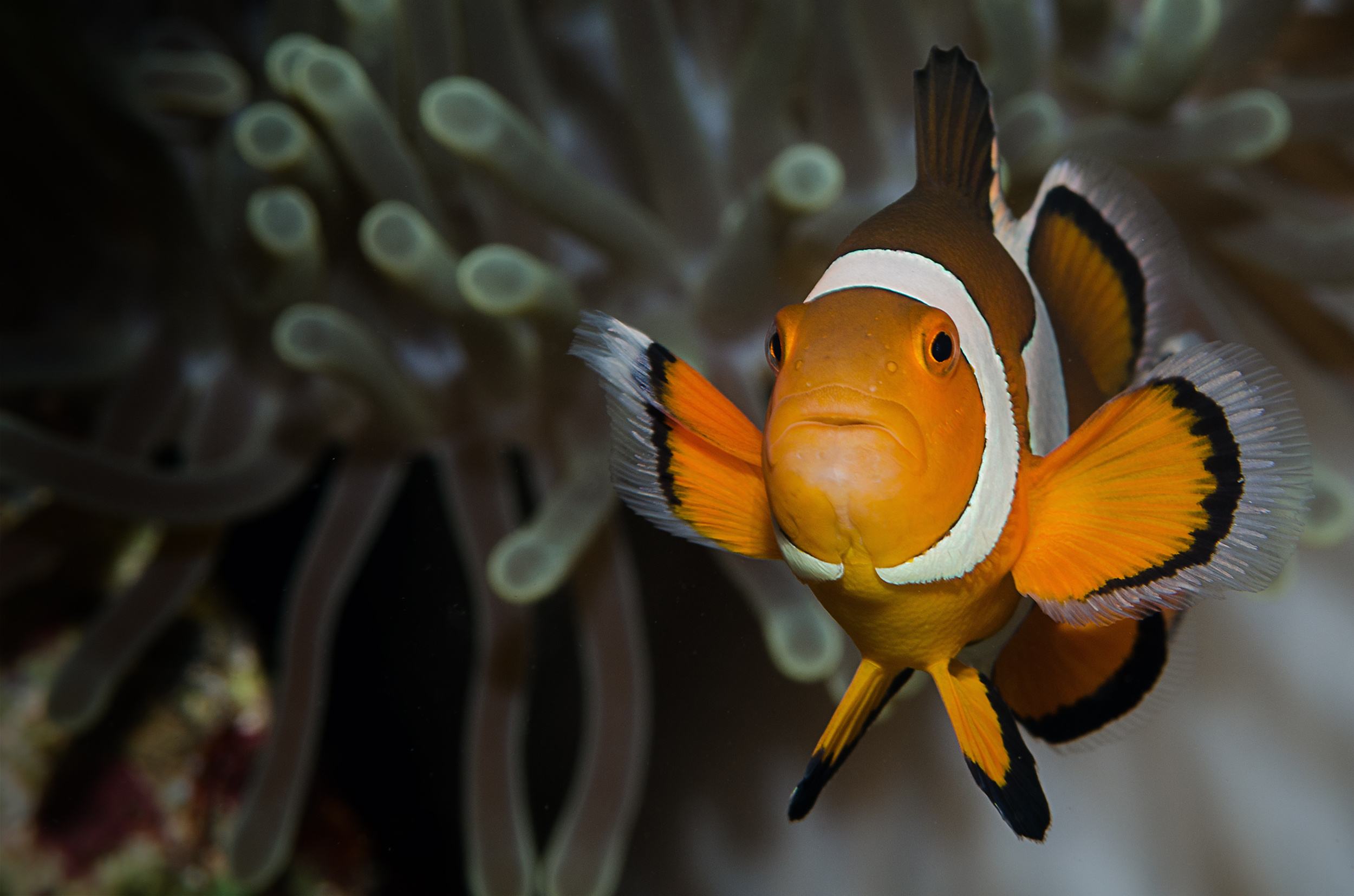 Close-up, Clown Fish Wallpaper, 2500x1660 HD Desktop