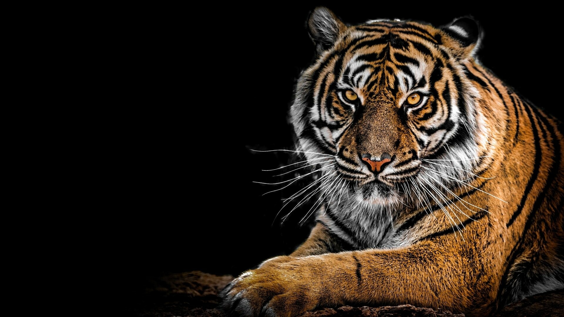 Siberian tiger, Ultra HD wallpapers, Winter landscapes, Majestic charisma, 1920x1080 Full HD Desktop