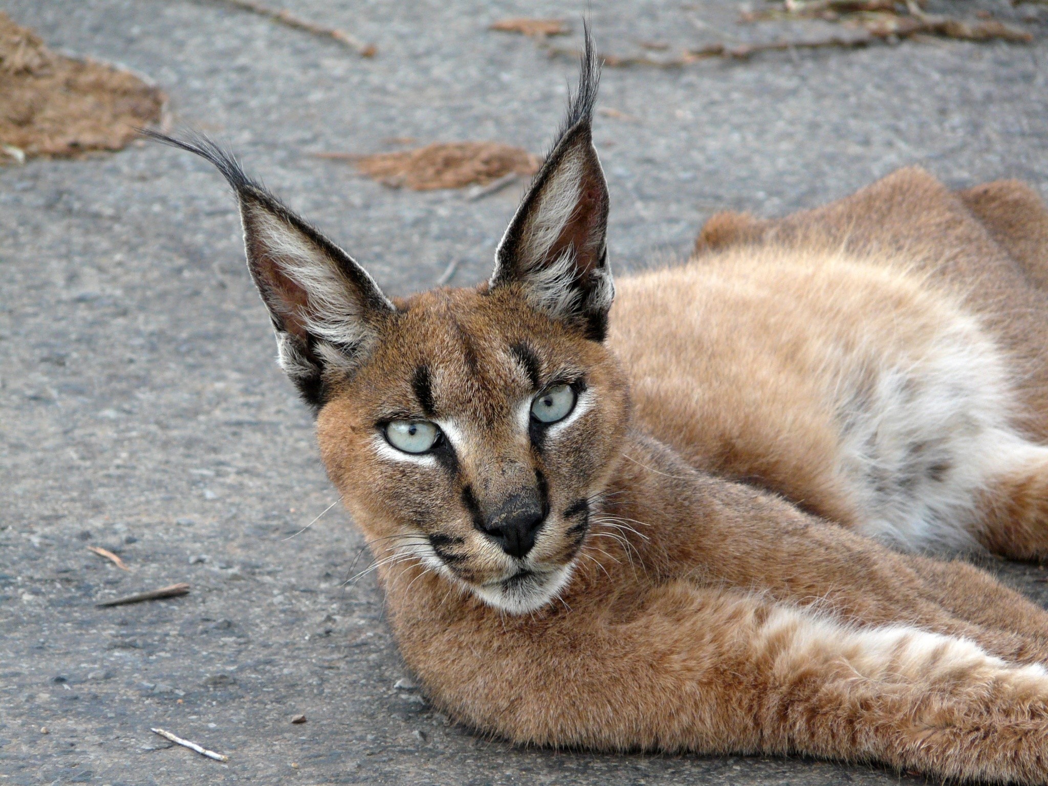 Arresting caracal, Captivating wallpaper, Enchanting presence, Unique charm, 2050x1540 HD Desktop