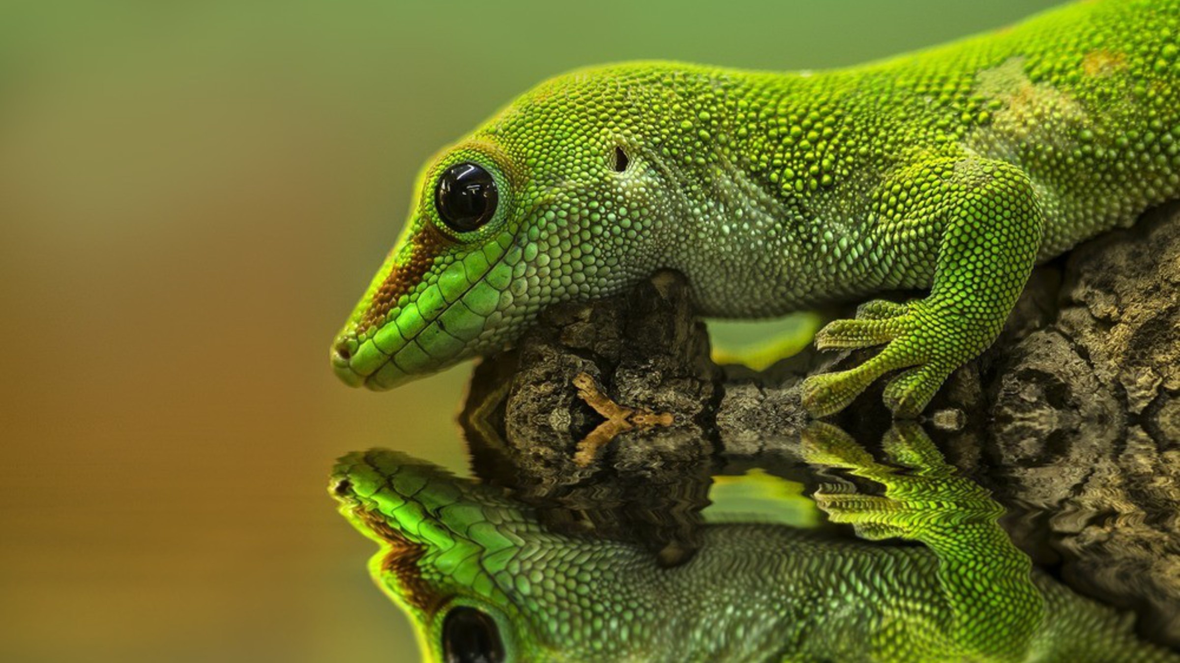 Gecko charm, Unique creature, Intricate designs, Fascinating reptile, 2400x1350 HD Desktop